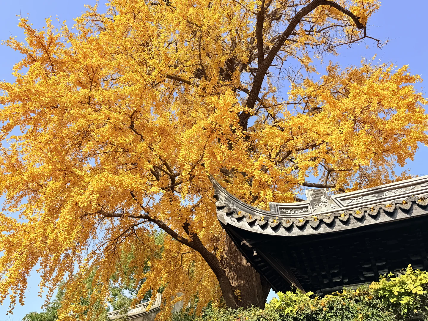 惠山古镇 寄畅园 银杏