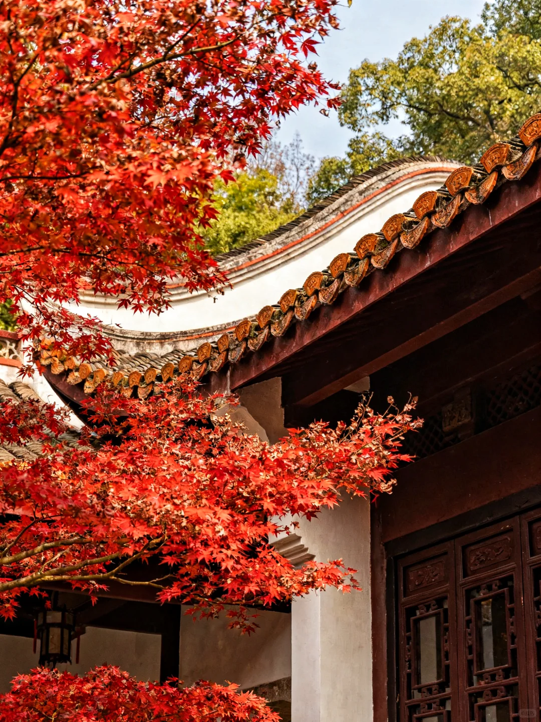 岳麓山的枫,是把杜牧的诗烧着了啊