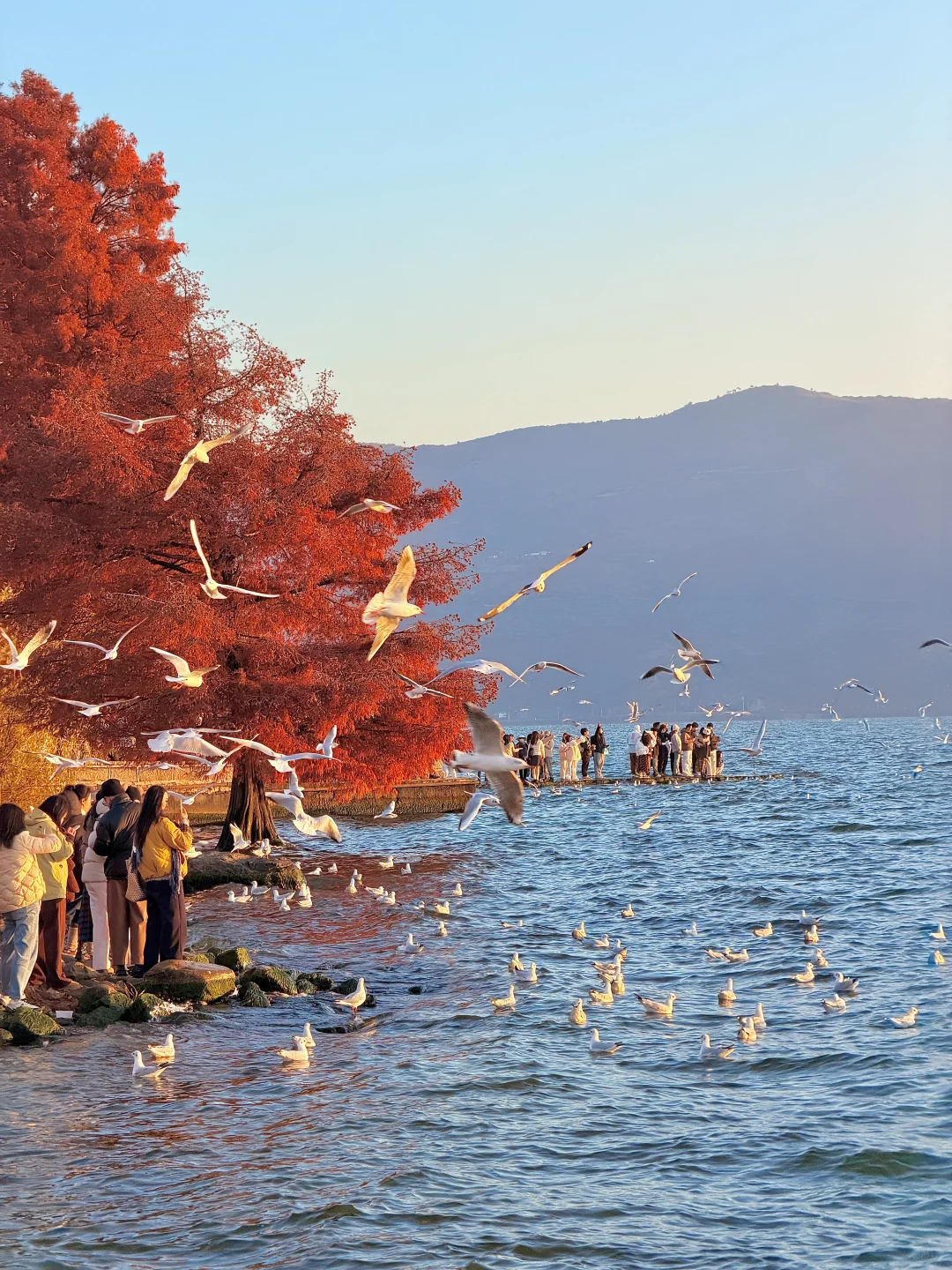 12.2实况🌅今天的大理!!!杀疯了!!!!!!!!!!!