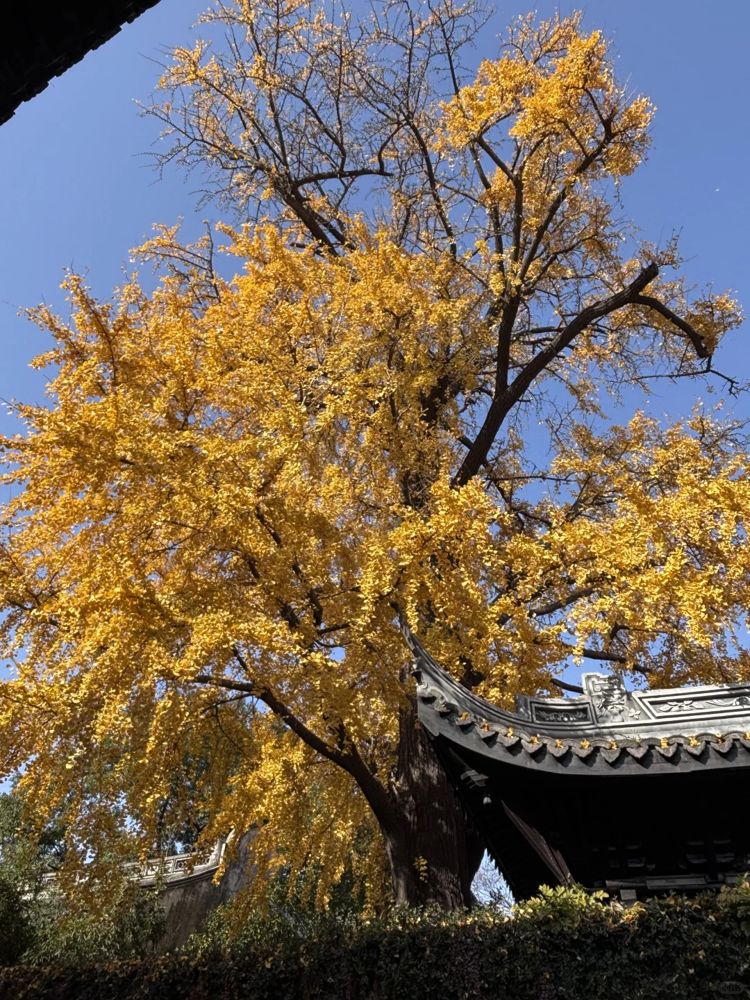 来惠山古镇寻秋