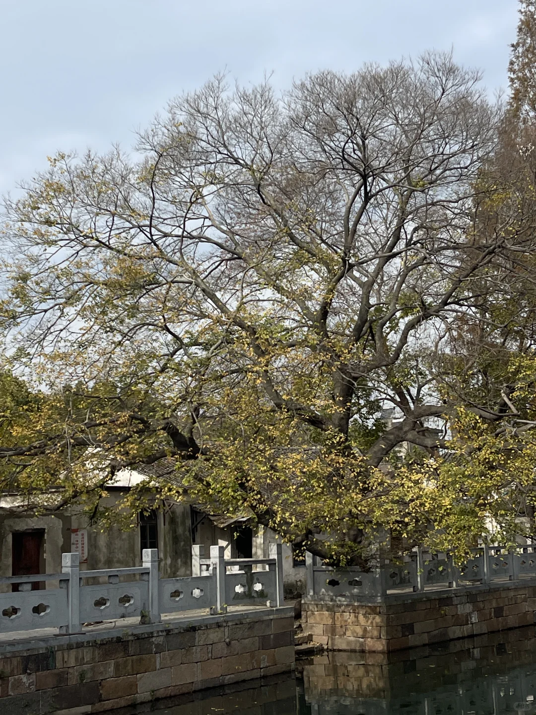 古镇偶遇金像奖得主 ｜ 你小子不适合做地板