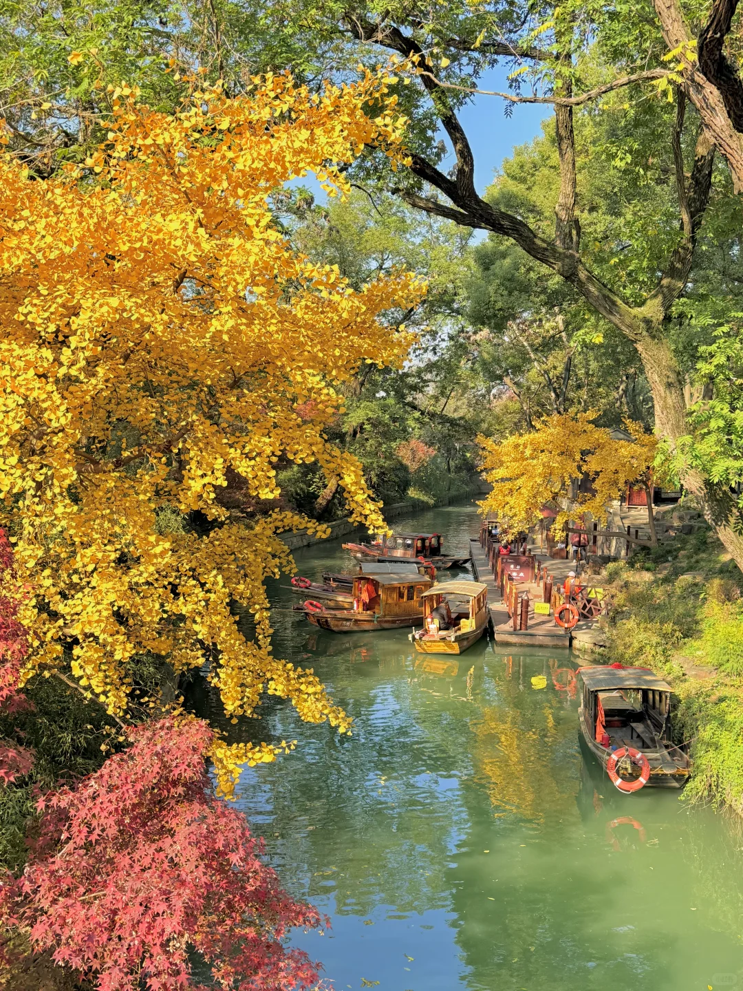 12.6实拍live🍁苏州虎丘红枫杀疯了!!!!!!!!