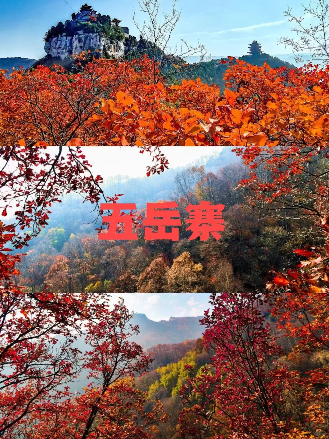 石家庄红叶天花板合集，收藏这篇就够了❗️