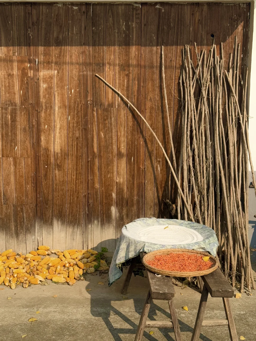 小岛秋天|龙鳞沙滩看实况图有落叶,江风声