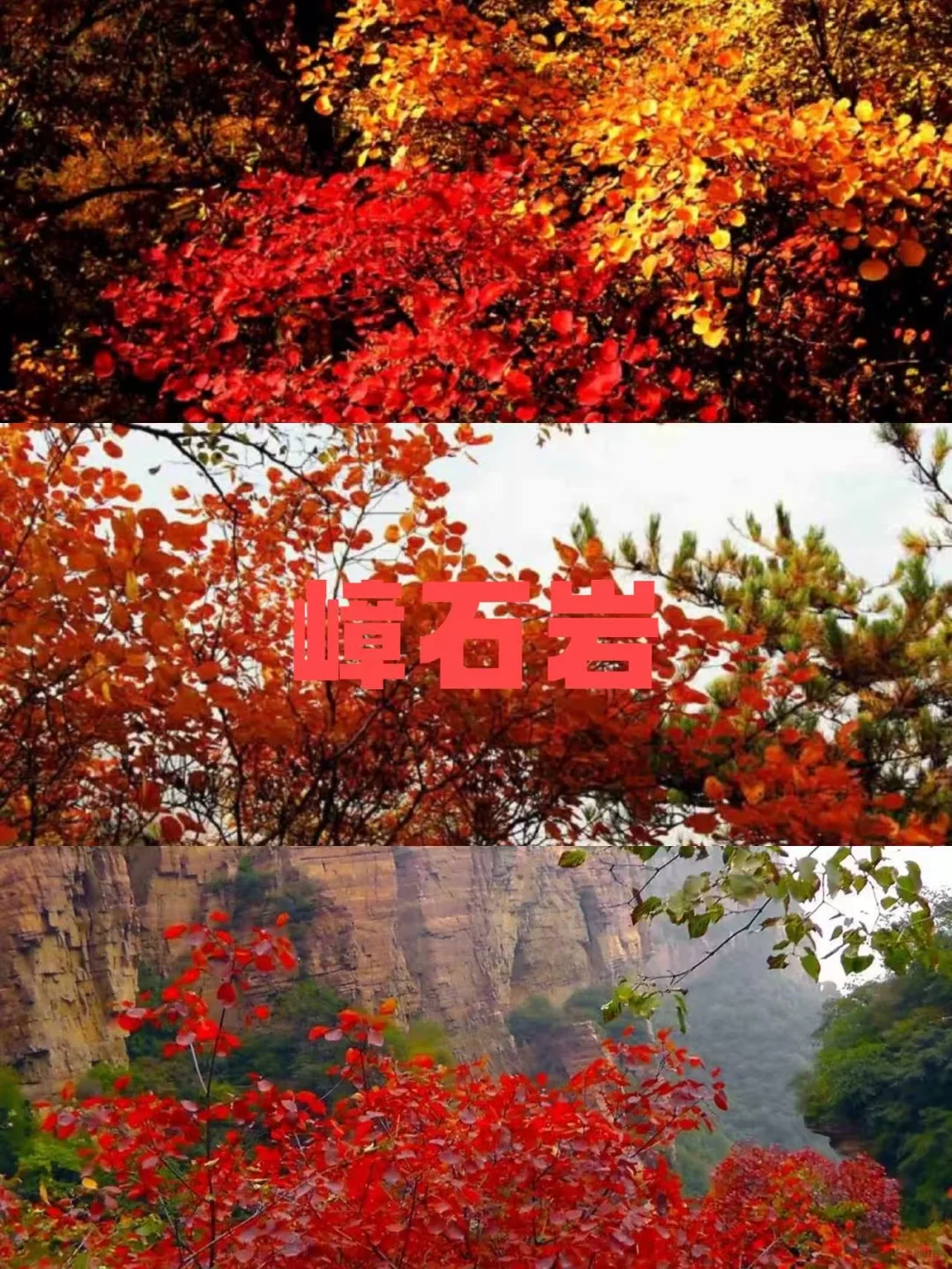 石家庄红叶天花板合集，收藏这篇就够了❗️