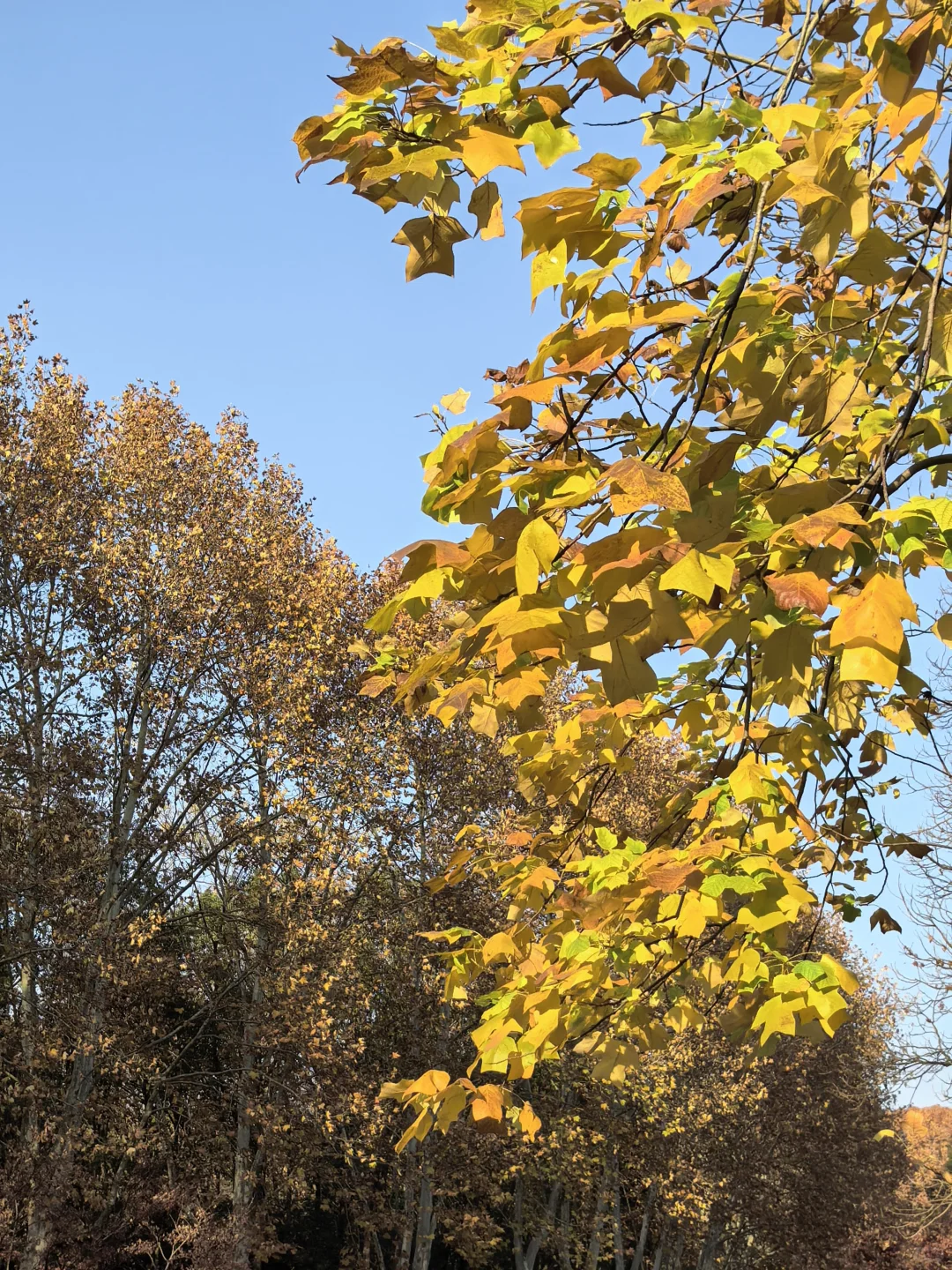 燕雀湖|大自然的颜色