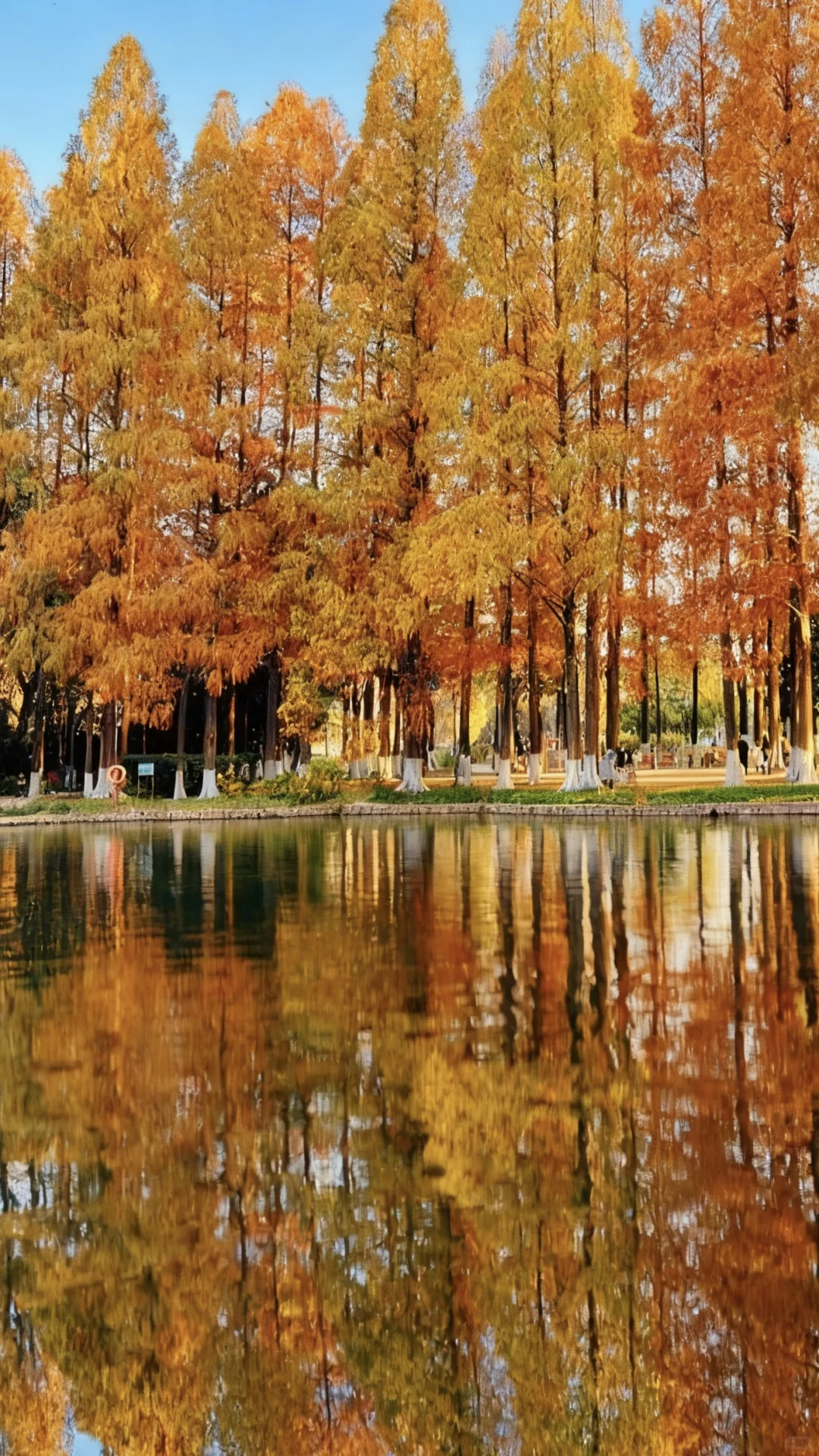 武汉这里的2000棵枫树已红，免费地铁直达