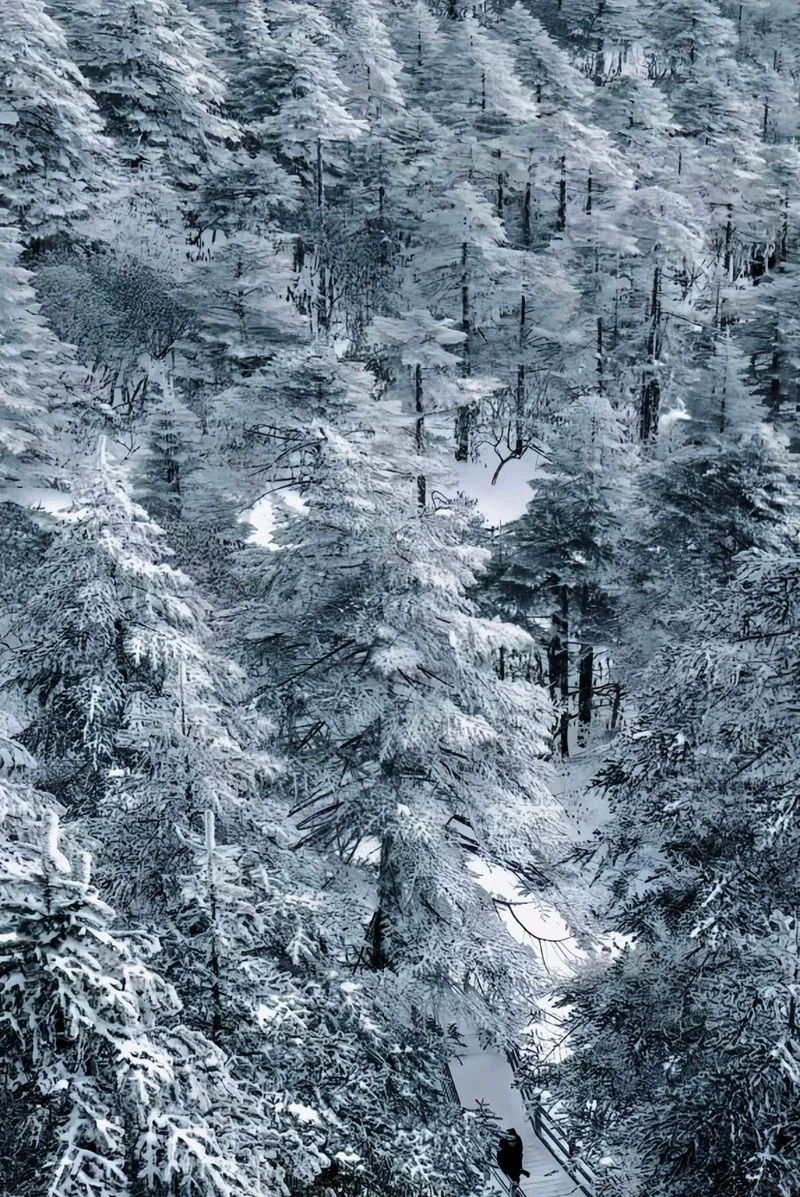 邂逅冰雪仙境❄️轿子雪山最新实况🏔️