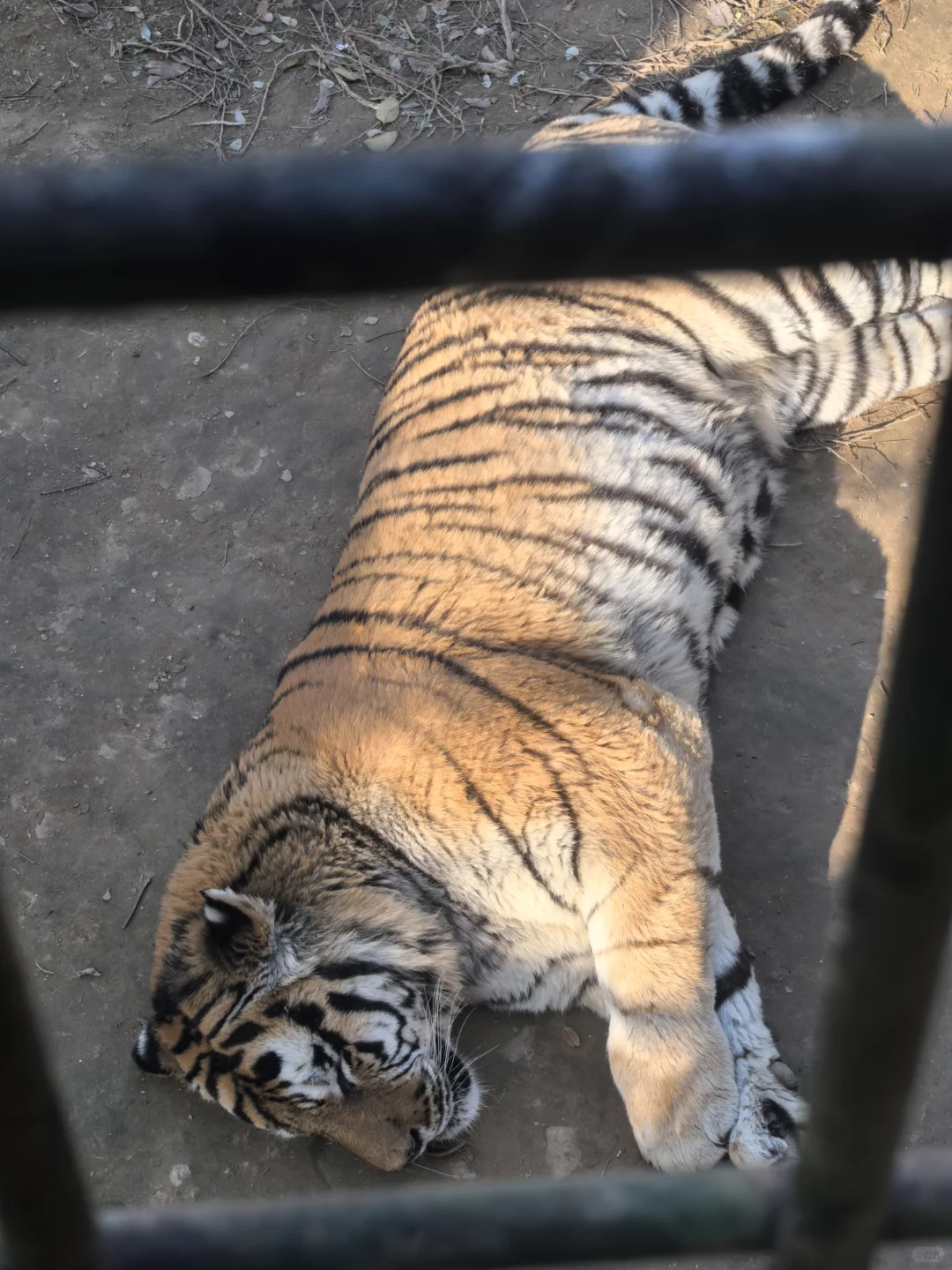 这里真的适合带娃来玩呀!强推