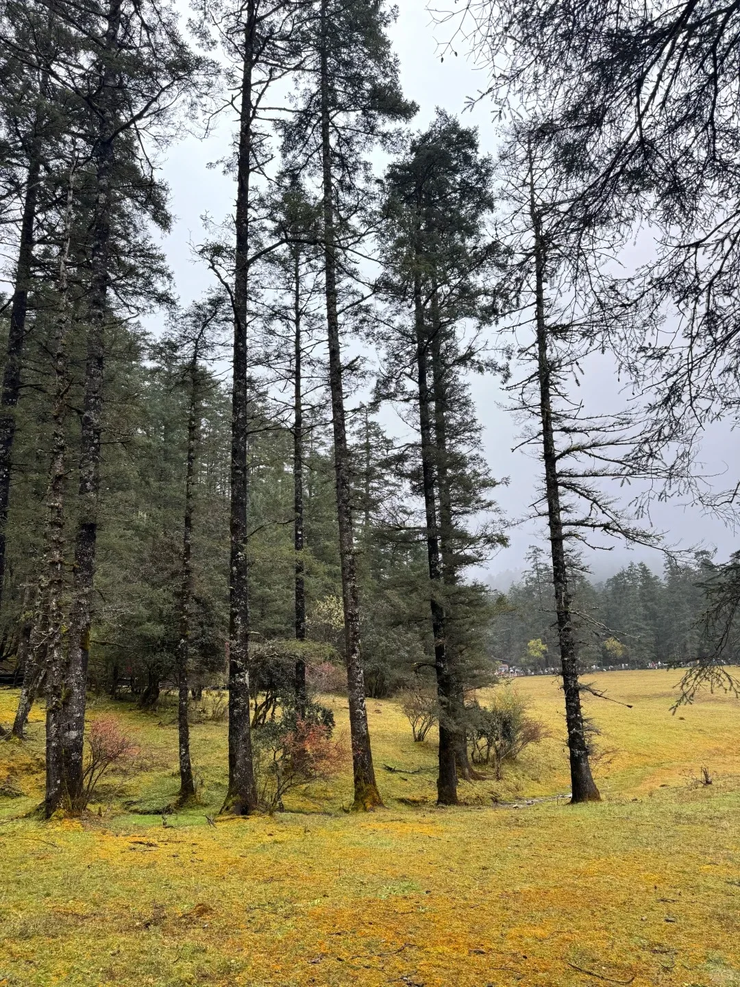 📍蓝月谷+云杉坪已回，别再执着大索道啦