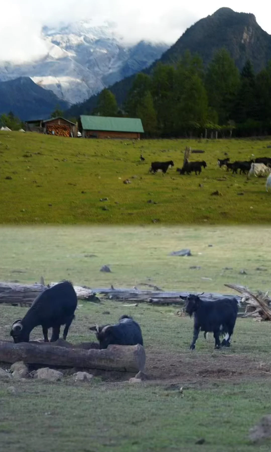 天🦆！！！这是到了天堂吗！！！📍附攻略