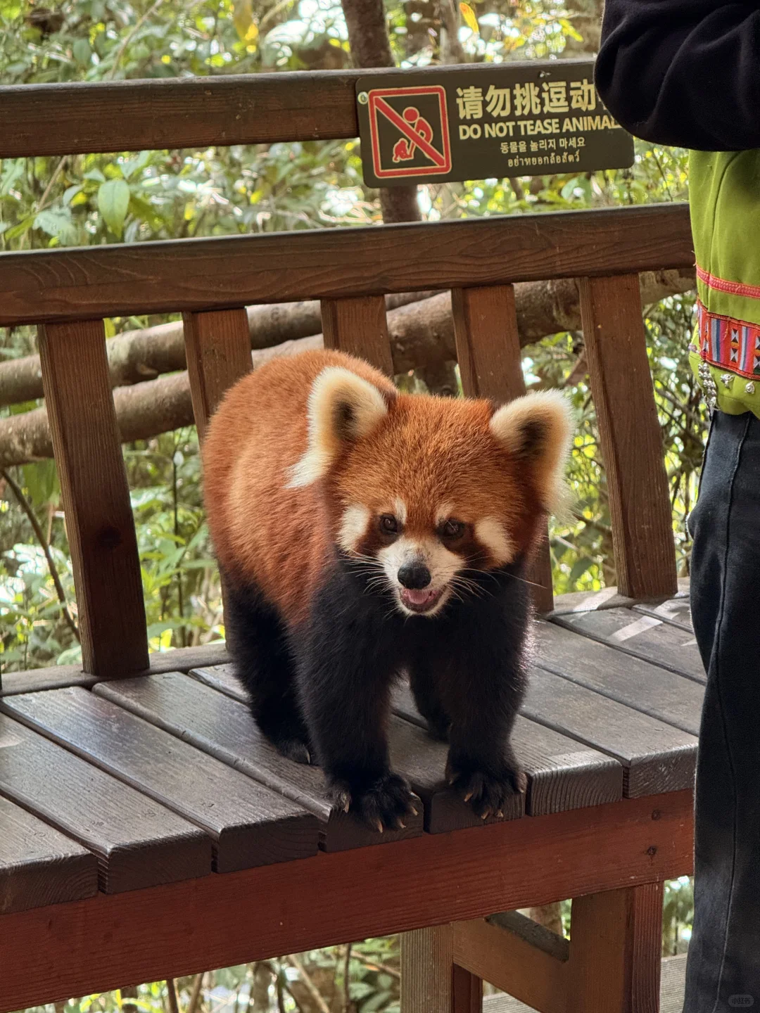 普洱| 咖啡庄园体验和看小熊猫的一天