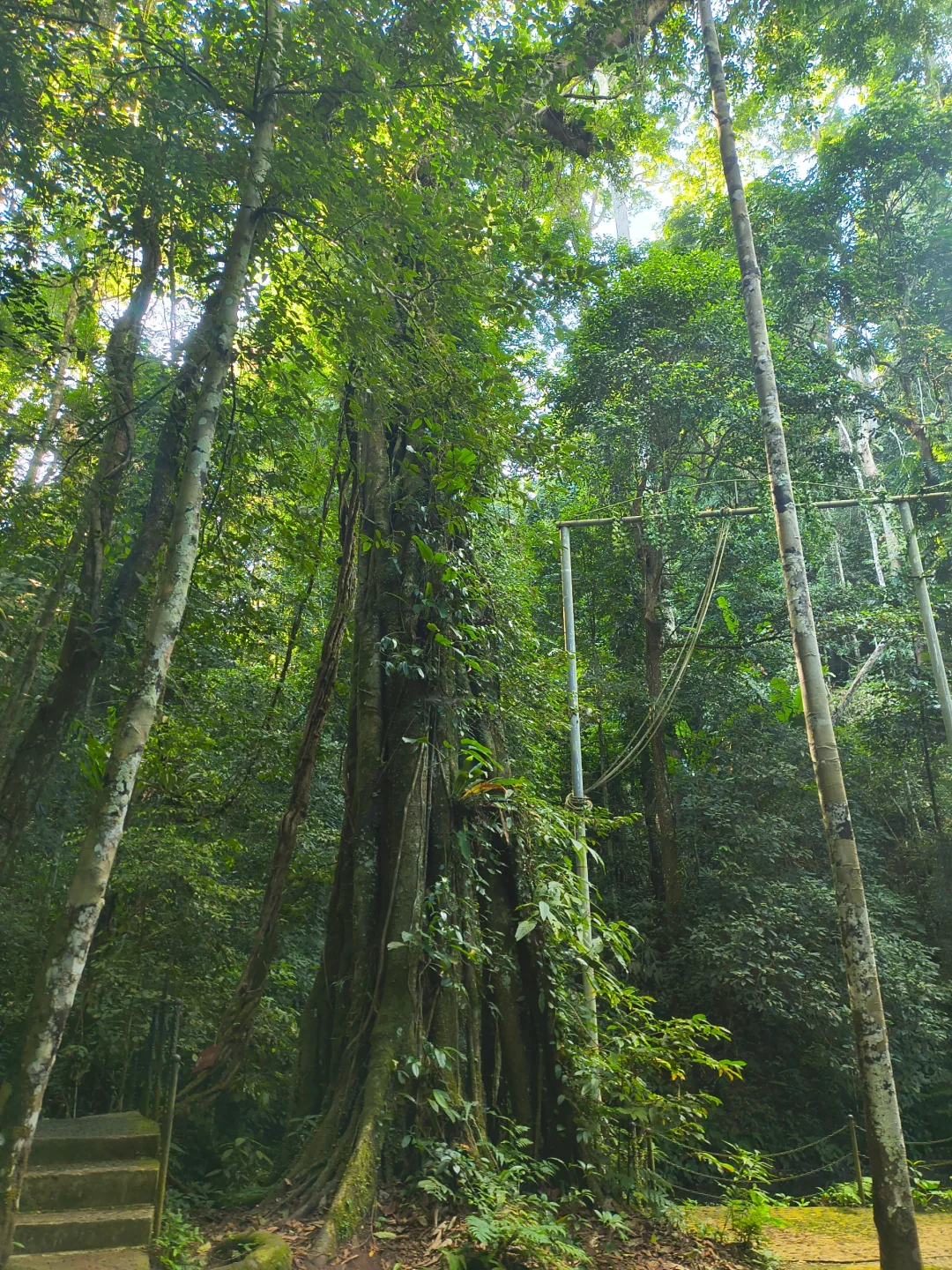 坐高铁去望天树景区