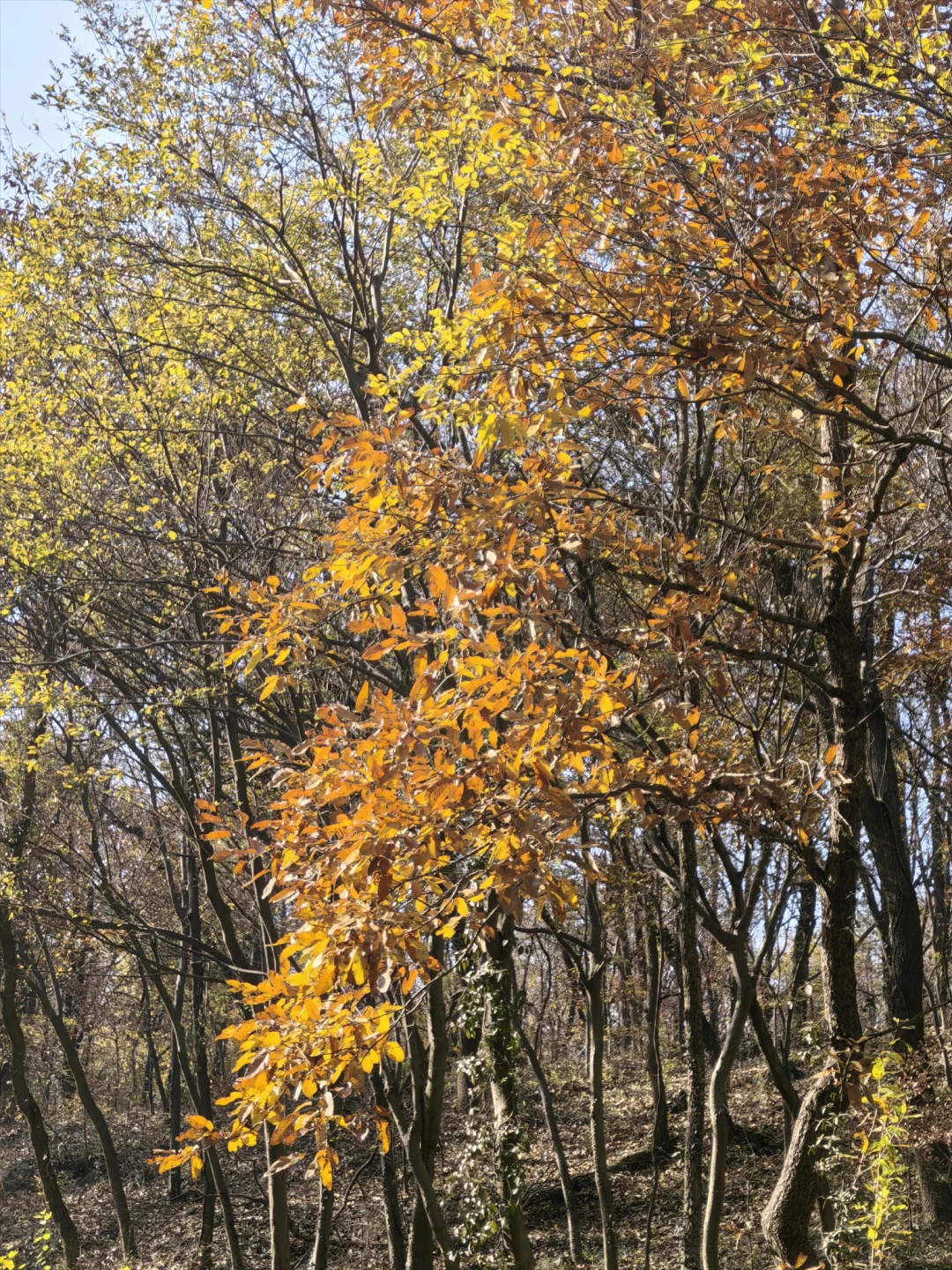 📍深秋止马岭|南京亲子徒步天花板🍁💕