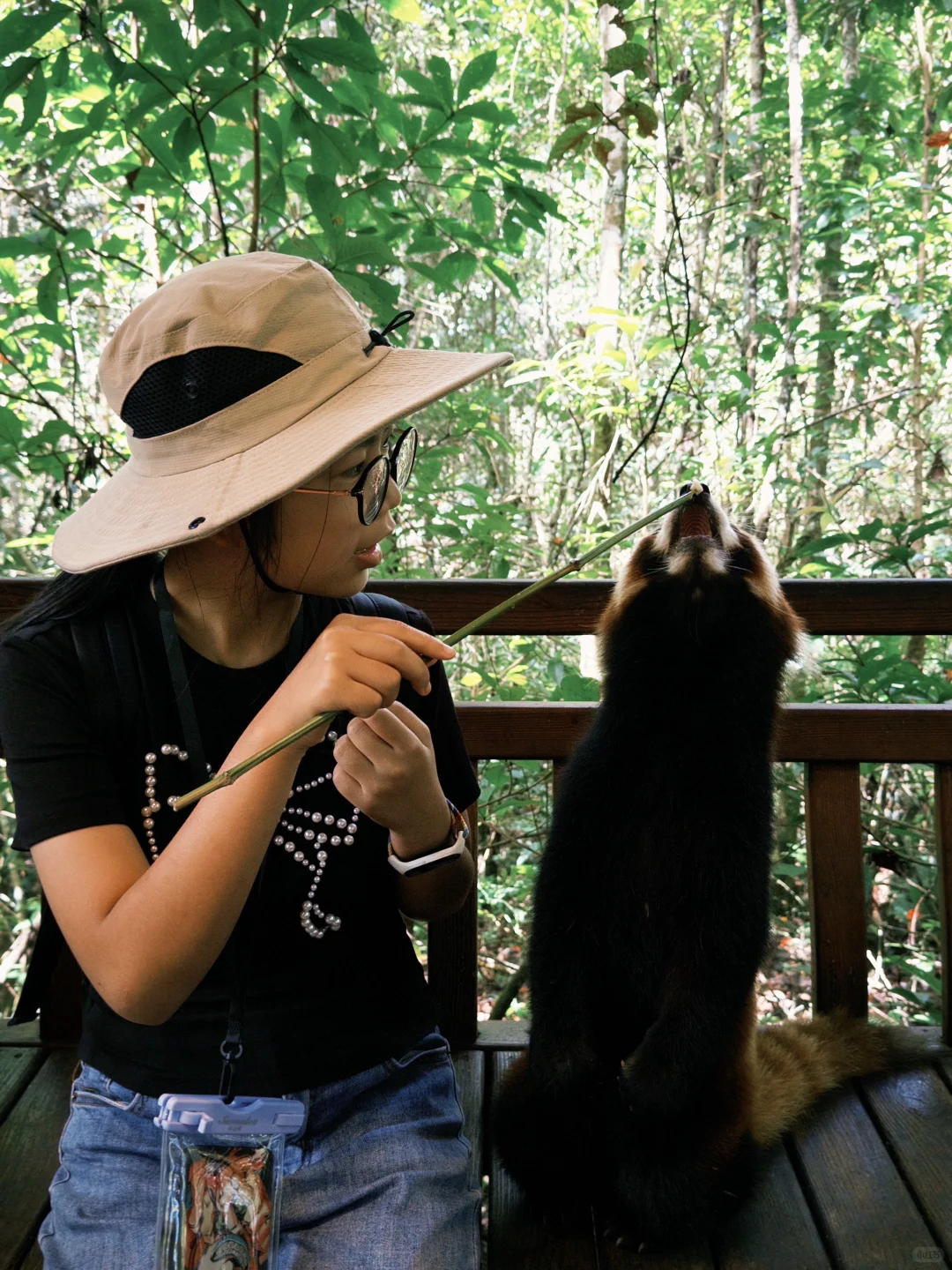 普洱| 咖啡庄园体验和看小熊猫的一天