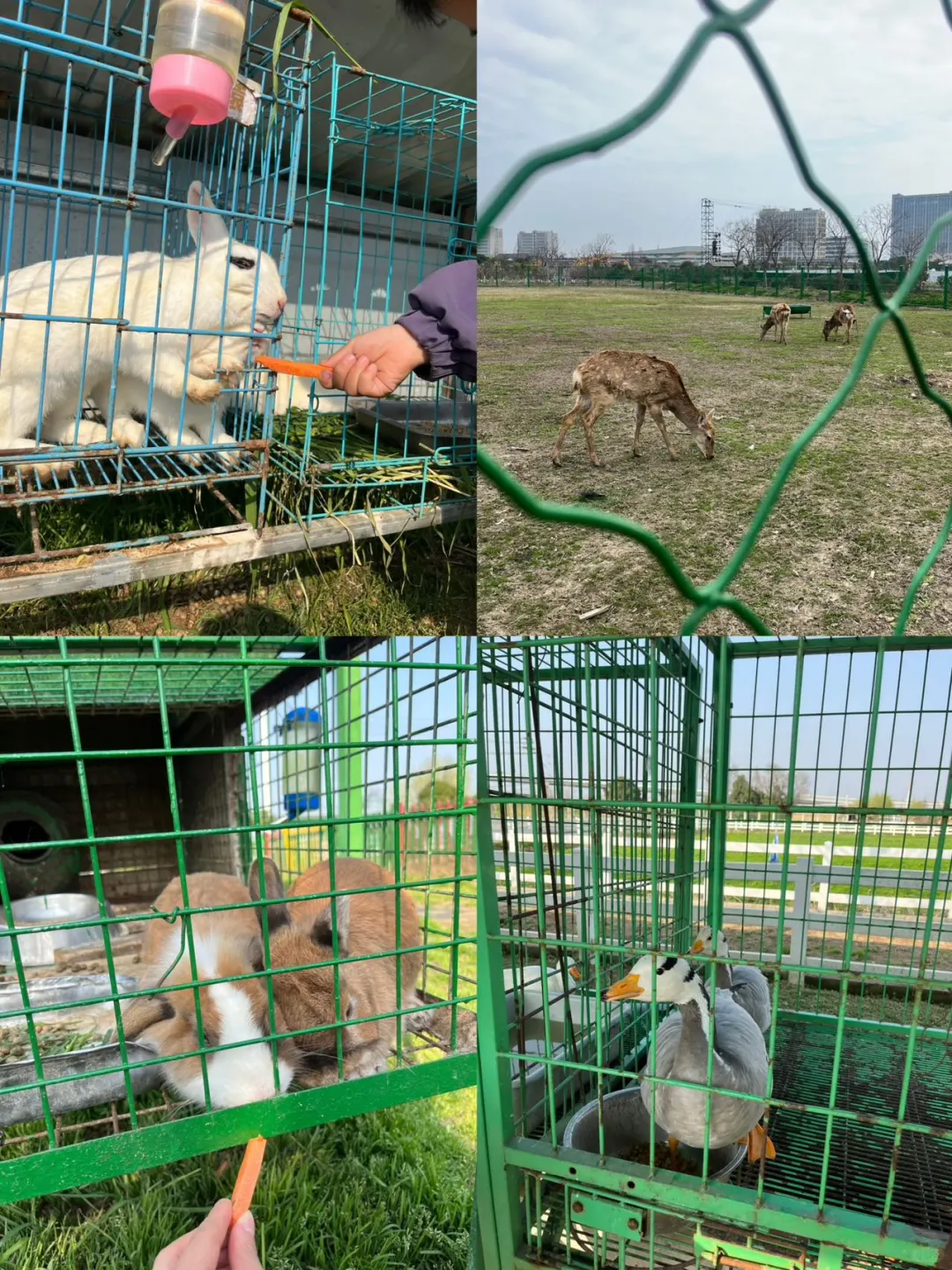 达人村马年年卡必冲 解锁整年游玩自由