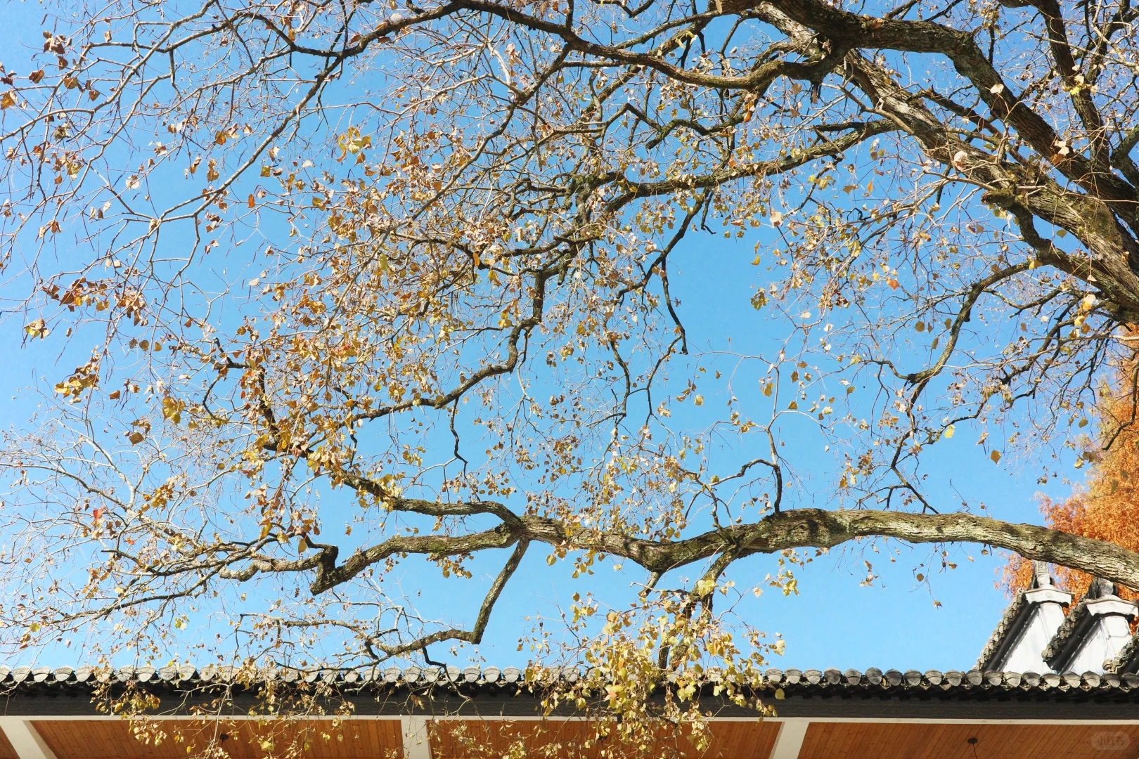 齐云山半日游|安徽人12月免门票真的不来吗