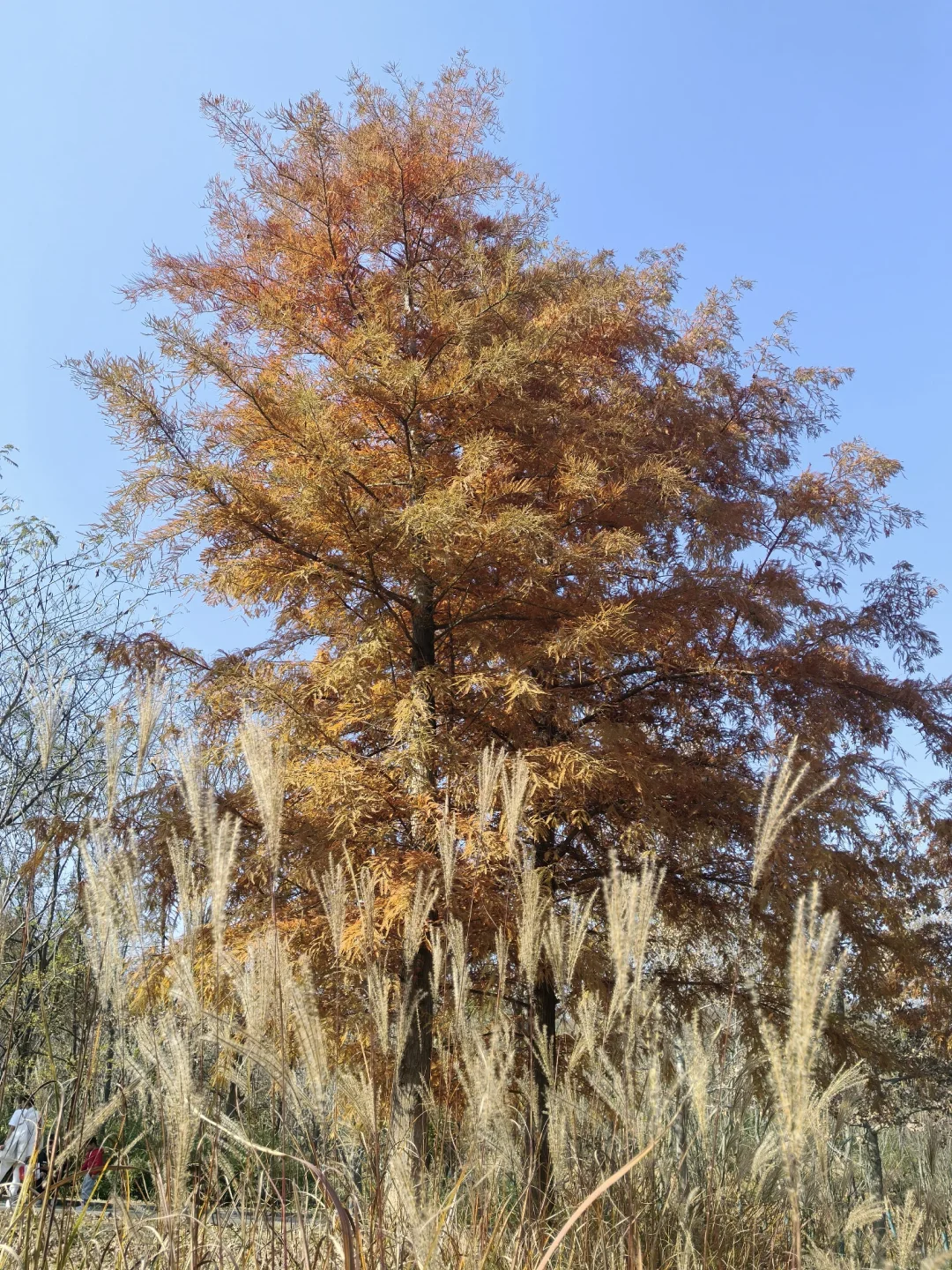 📍深秋止马岭|南京亲子徒步天花板🍁💕
