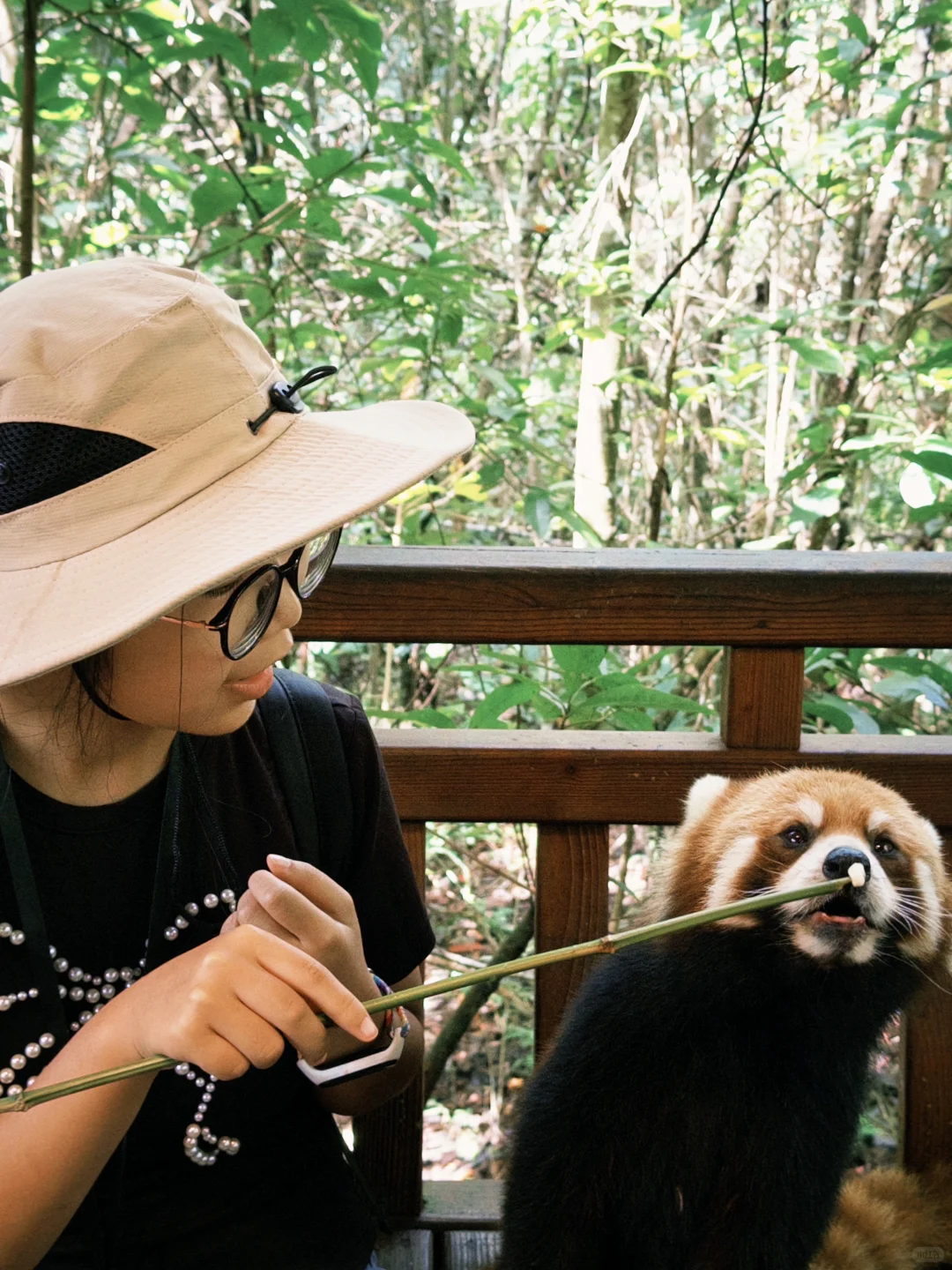 普洱| 咖啡庄园体验和看小熊猫的一天