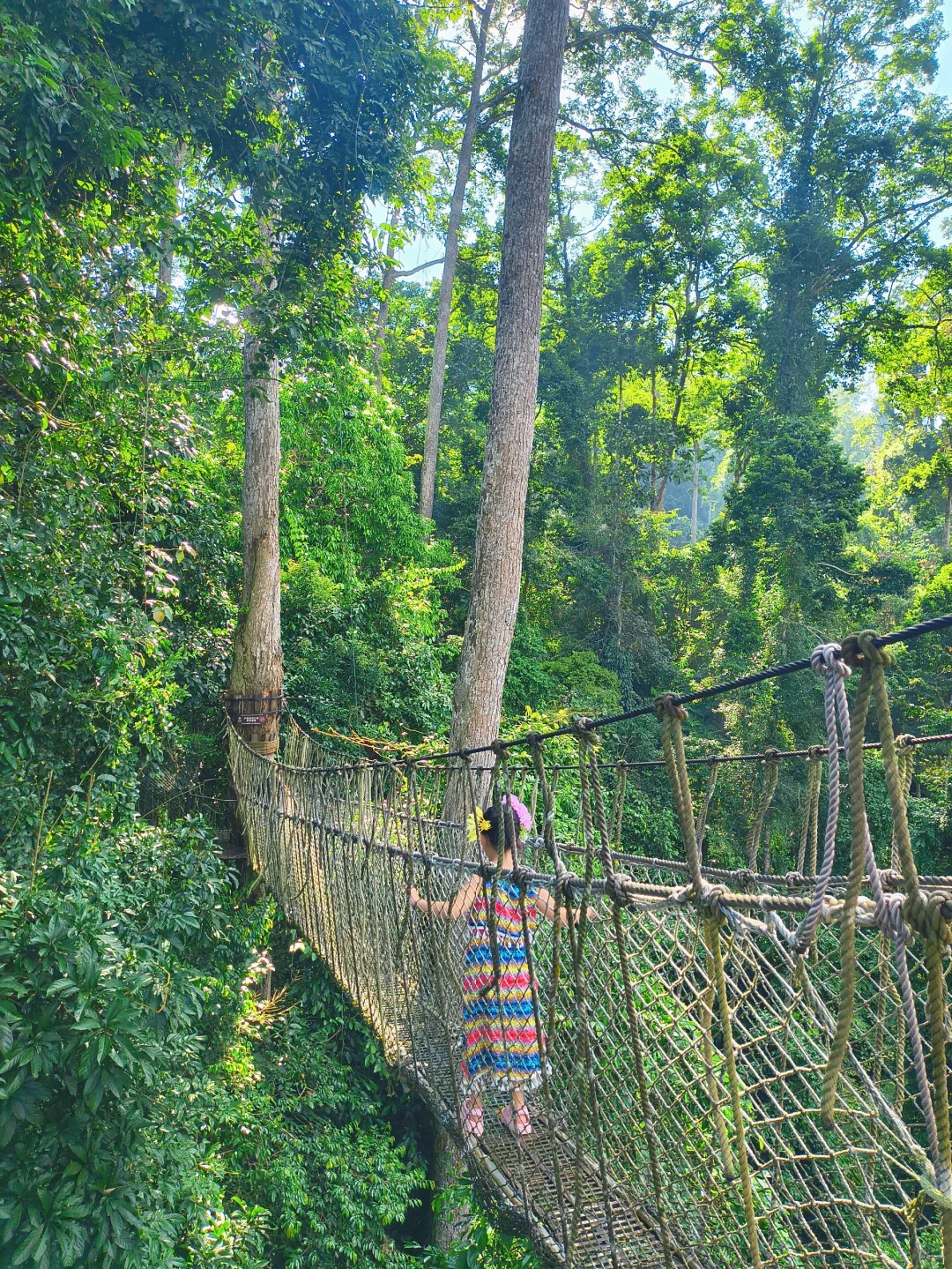 坐高铁去望天树景区