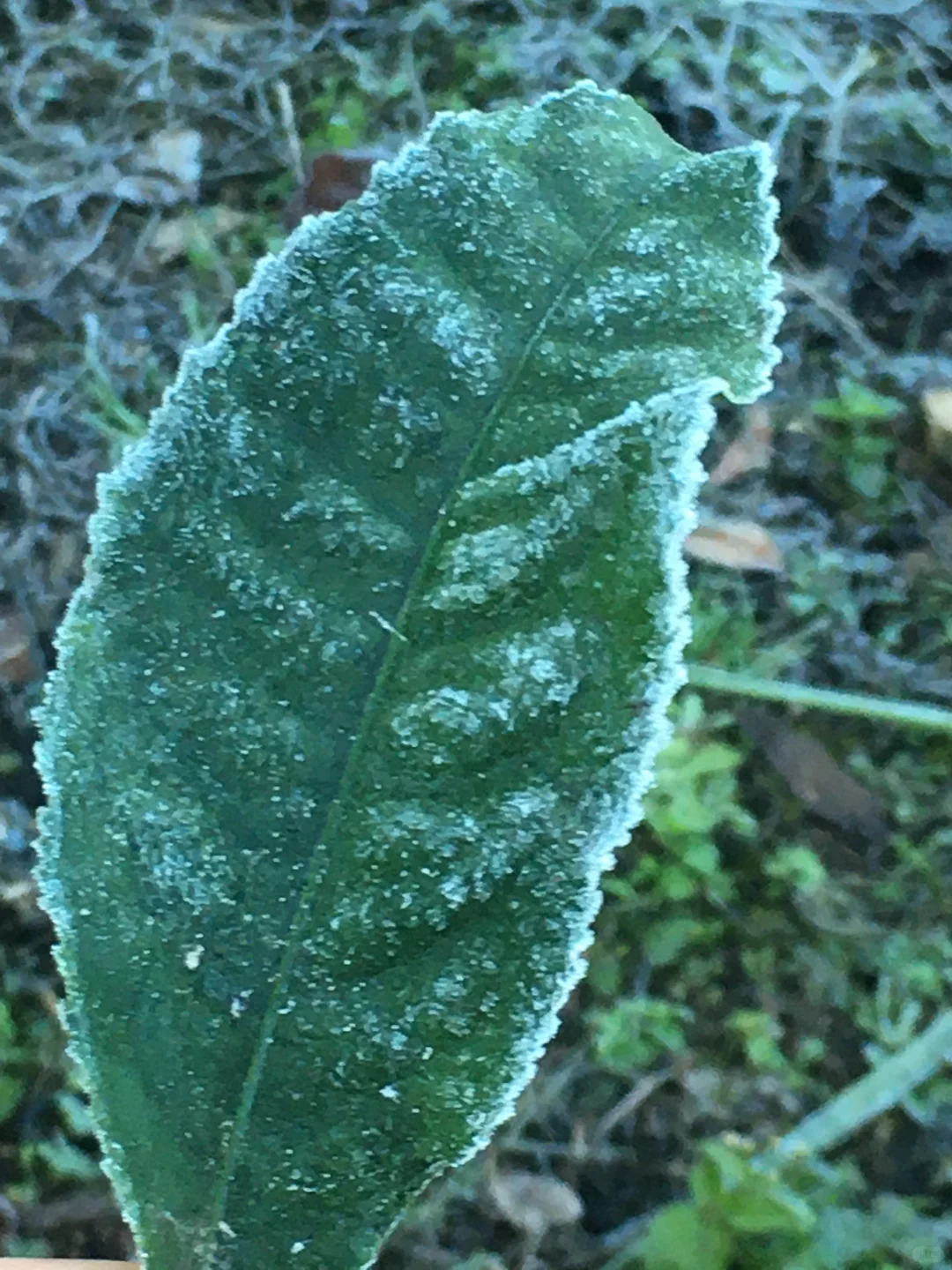 回村的快乐！！！