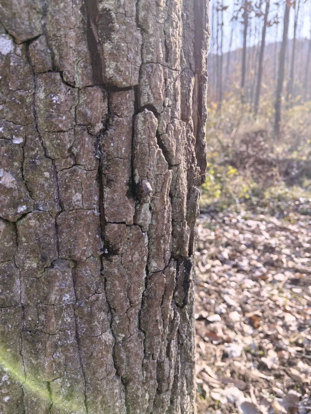 📍深秋止马岭|南京亲子徒步天花板🍁💕