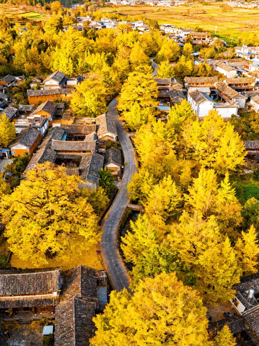 10-12月一定要来腾冲！！看国内最美银杏古村