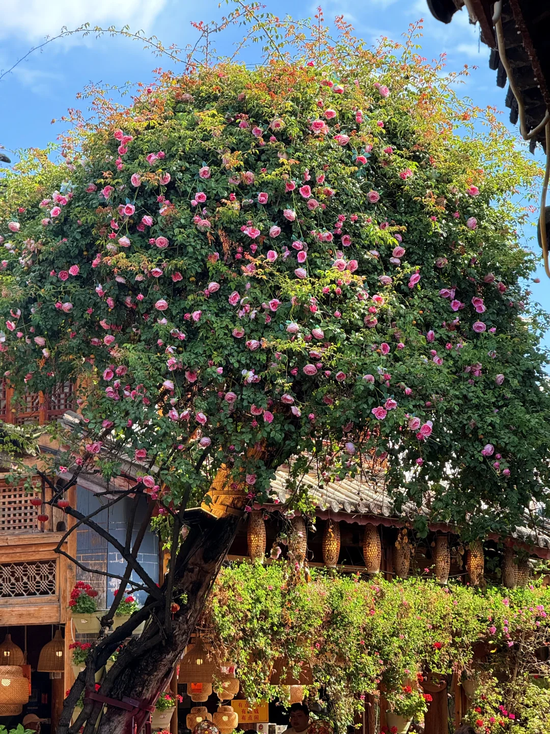 18张live图告诉你云南的秋冬有多美!!!