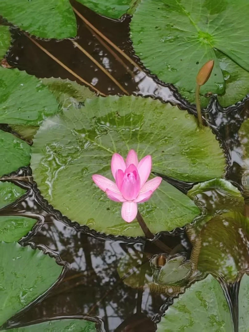 云南旅游必探秘！西双版纳望天树