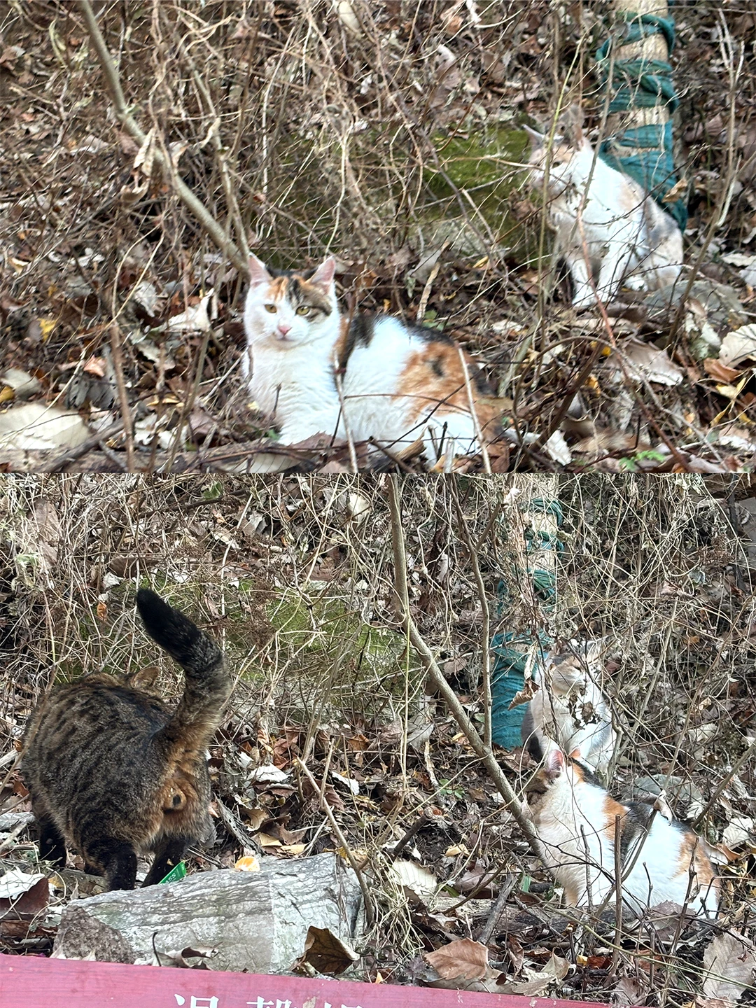 南五台刚回|终于看到了王维诗里的终南山⛰