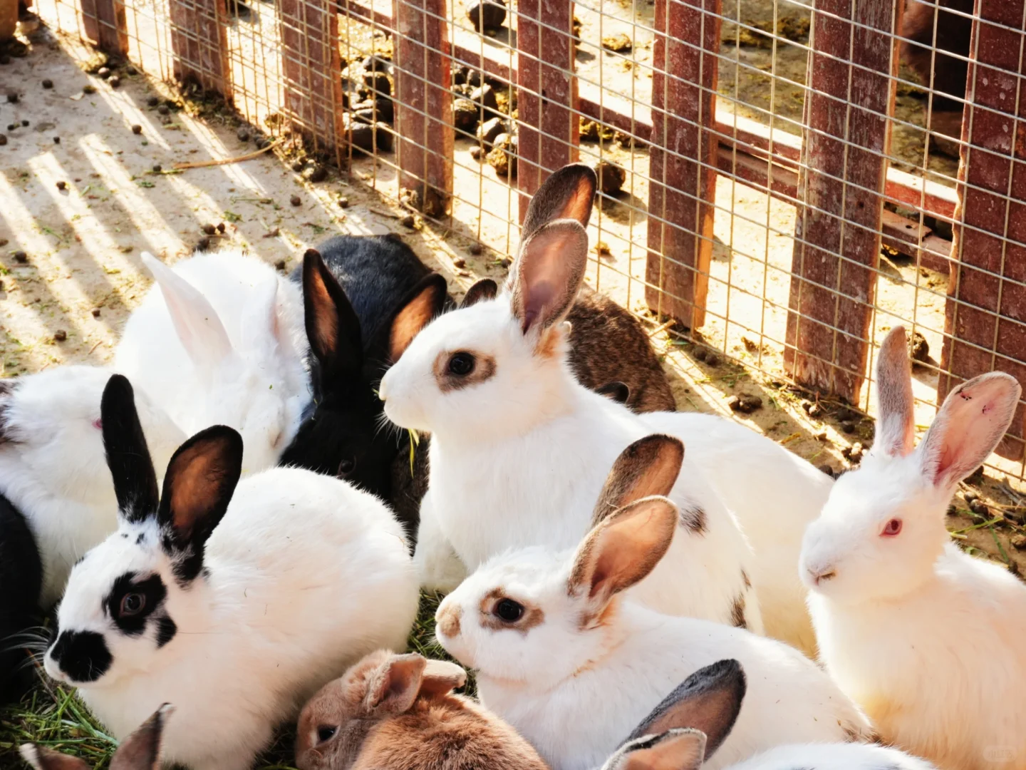 哈密跨年必冲！回王府双时空狂欢太会玩了🎆