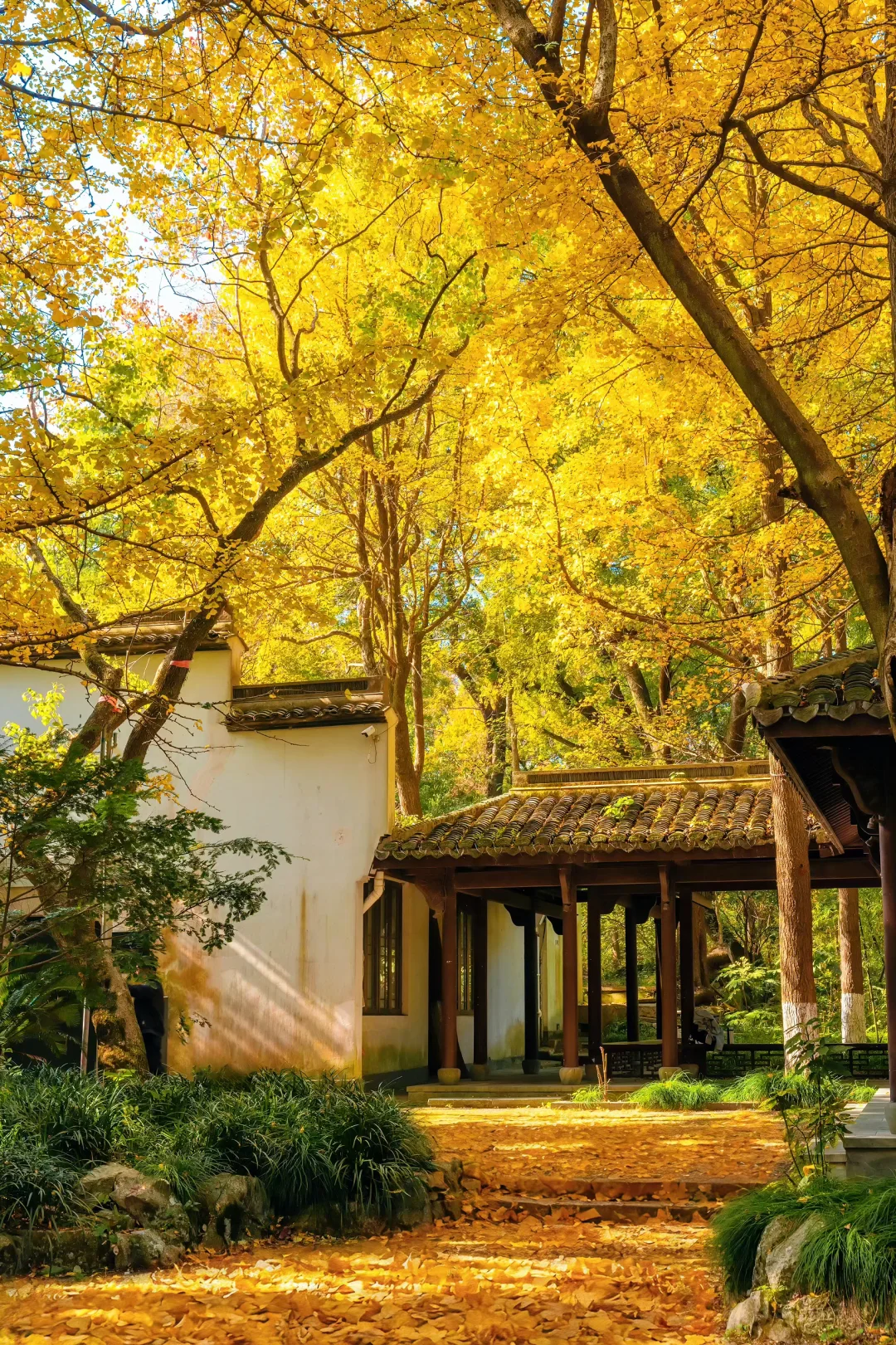 秋天来杭州,我只推荐一个地方‼️‼️