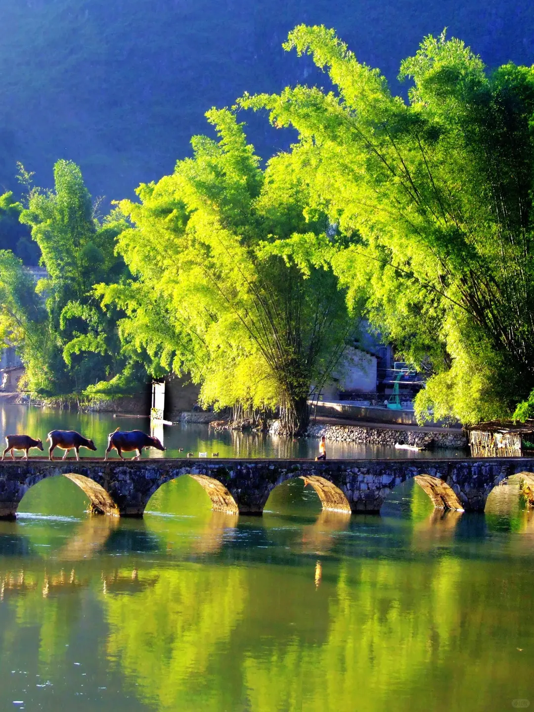 冬天带爸妈去哪？25°C崇左暖冬赢麻了🌿