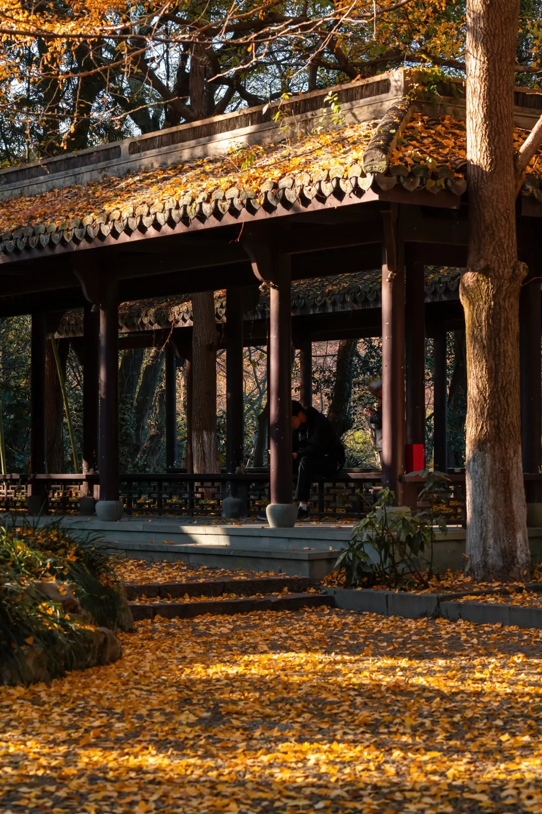秋天来杭州,我只推荐一个地方‼️‼️