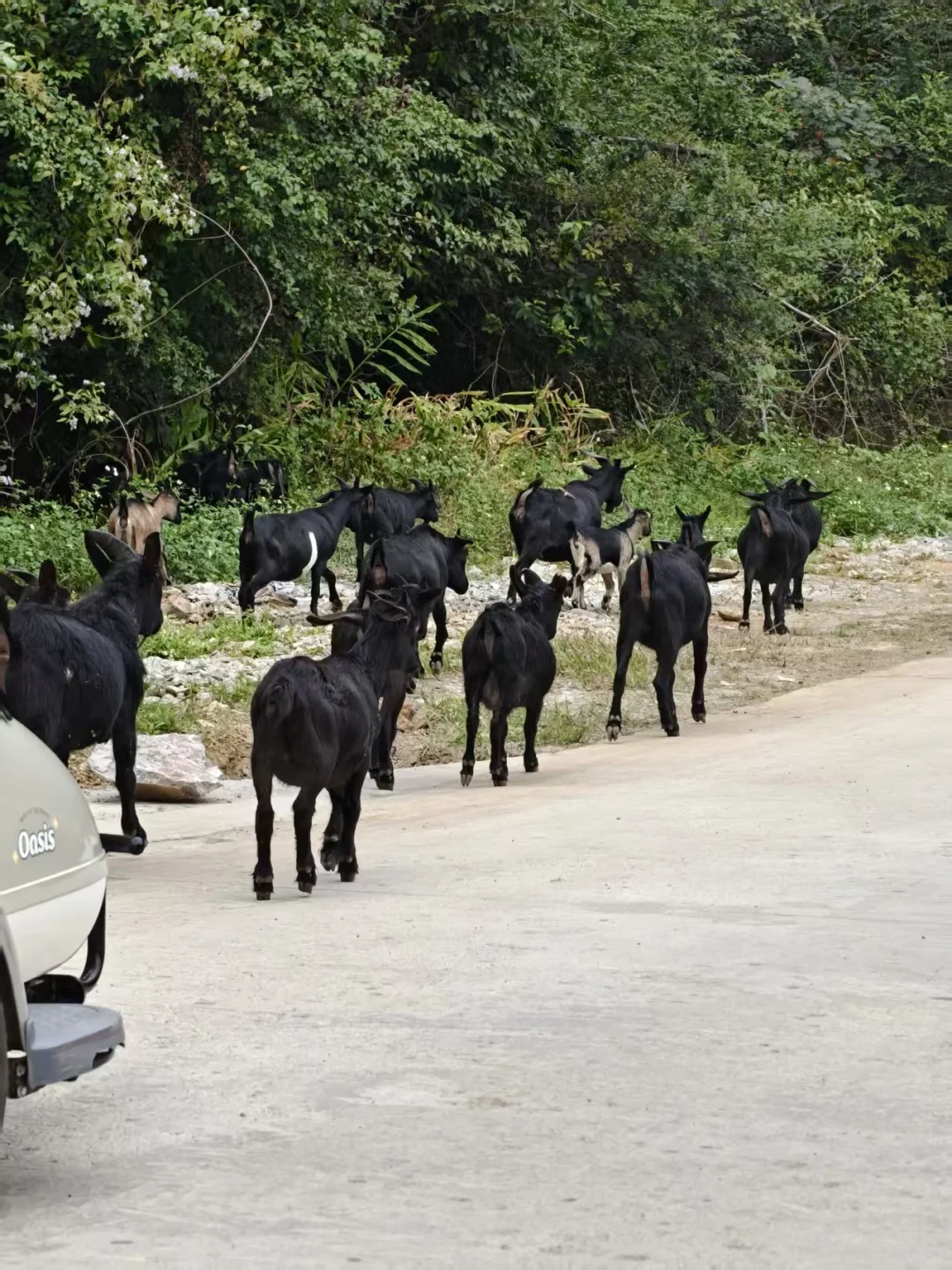 明仕田园景区12月6日现状