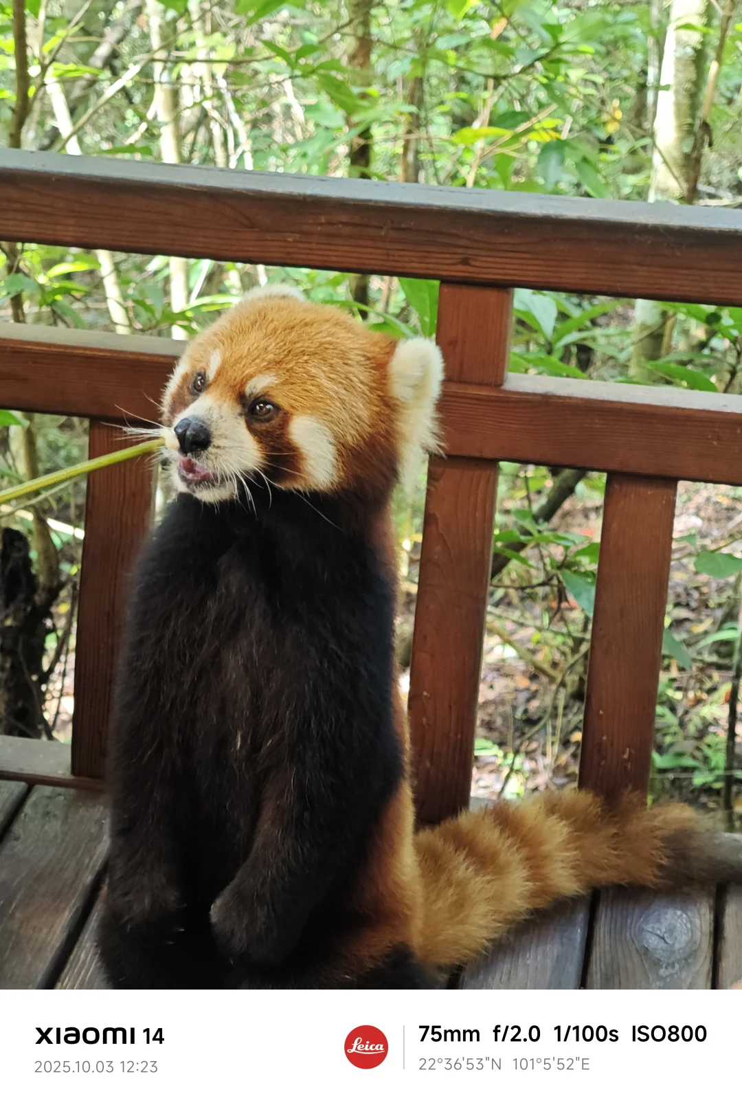 普洱| 咖啡庄园体验和看小熊猫的一天