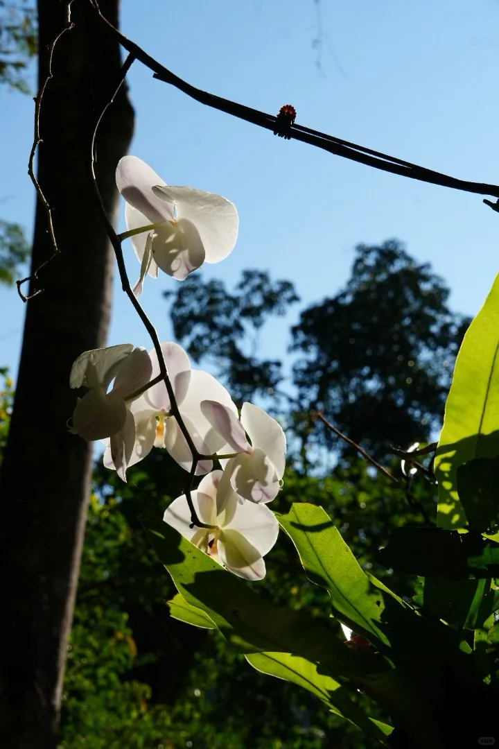 云南旅游必探秘！西双版纳望天树