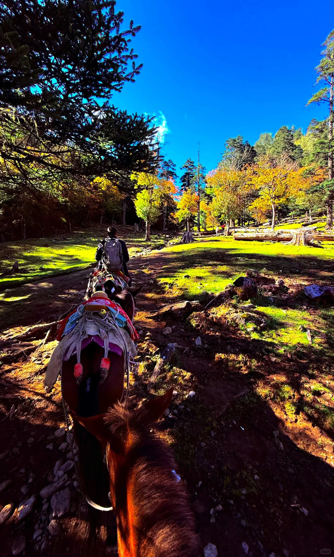 天🦆！！！这是到了天堂吗！！！📍附攻略