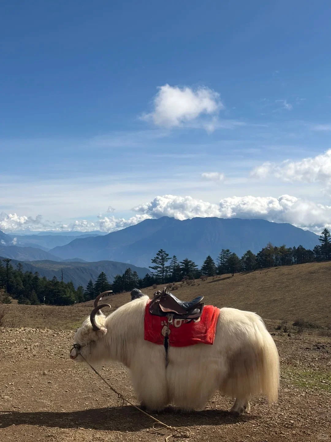 📍玉龙雪山实况!真实建议12月要来的😅