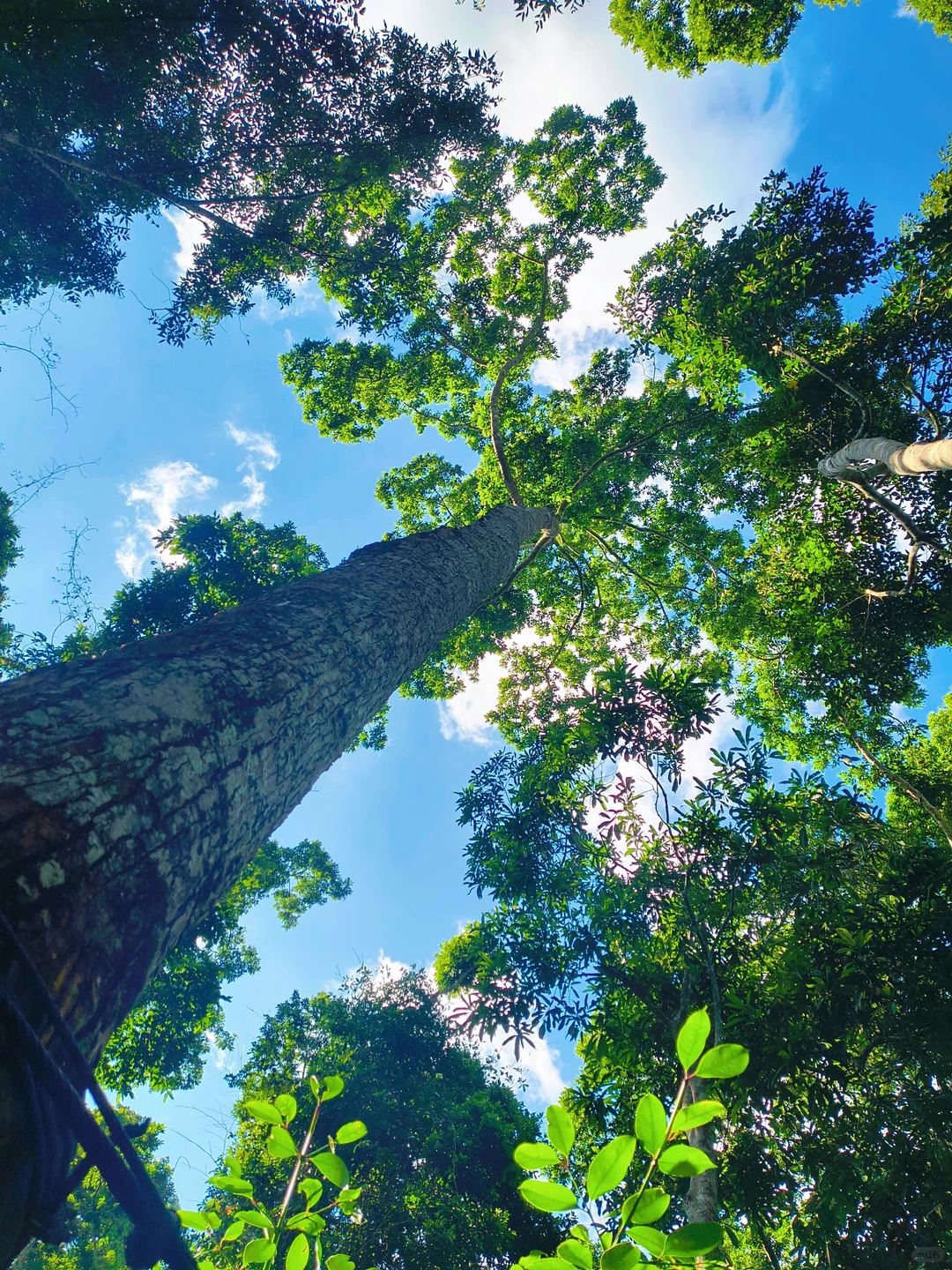 坐高铁去望天树景区