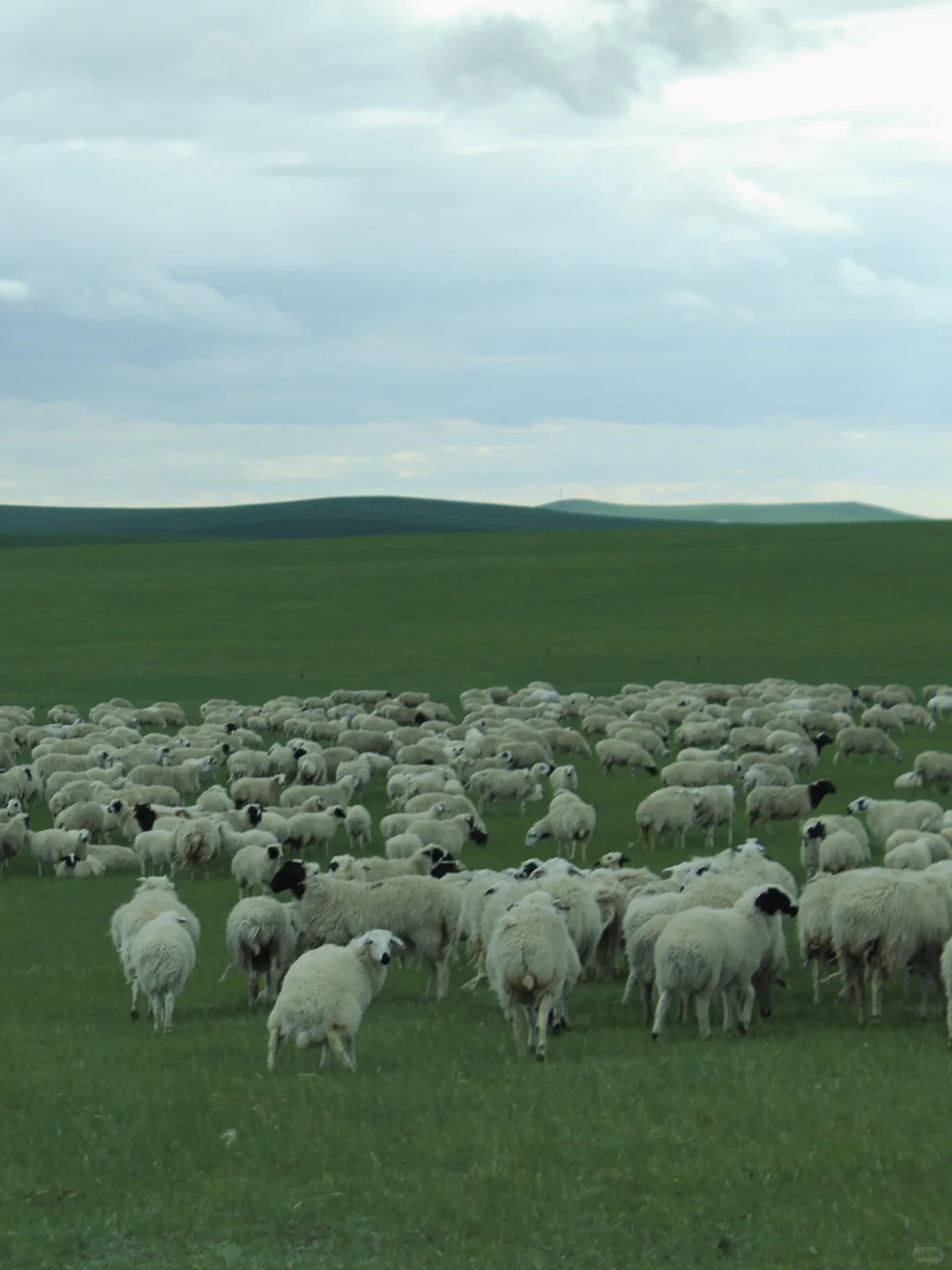 大草原太好拍了!