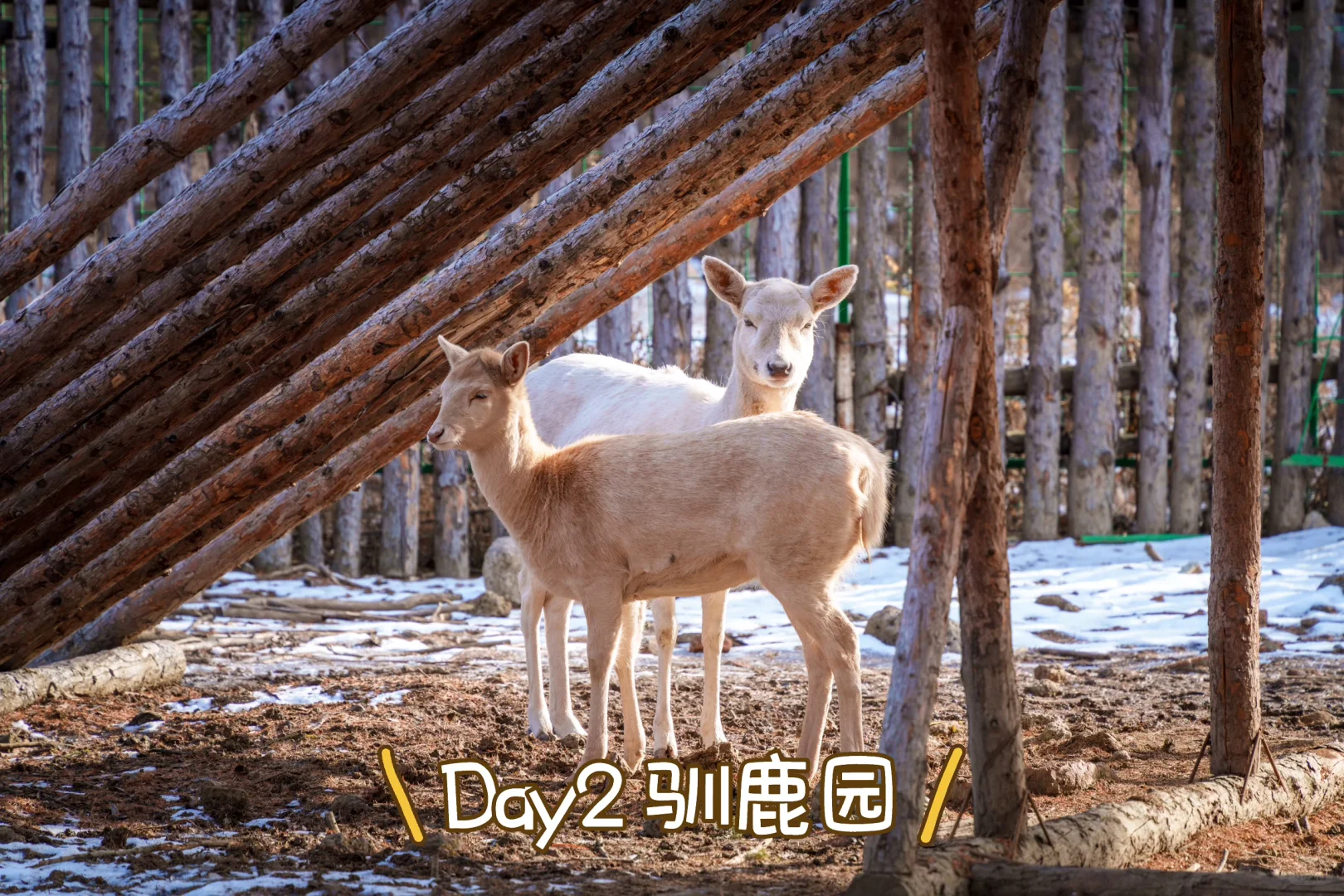 看完再来!长白山4天3晚亲子游亲测精华攻略