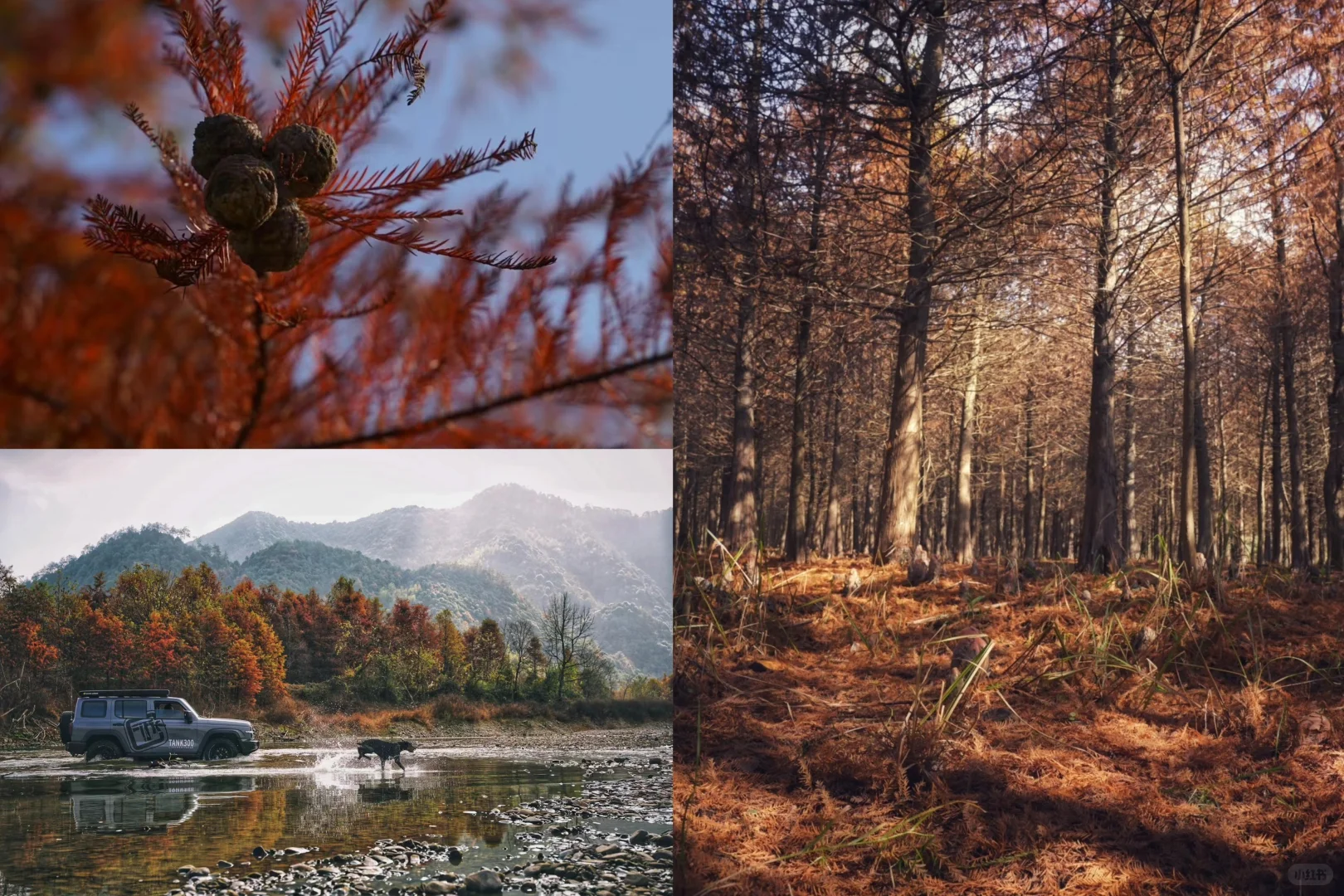 暮秋必冲 皖南落羽红杉已红透 错过等明年