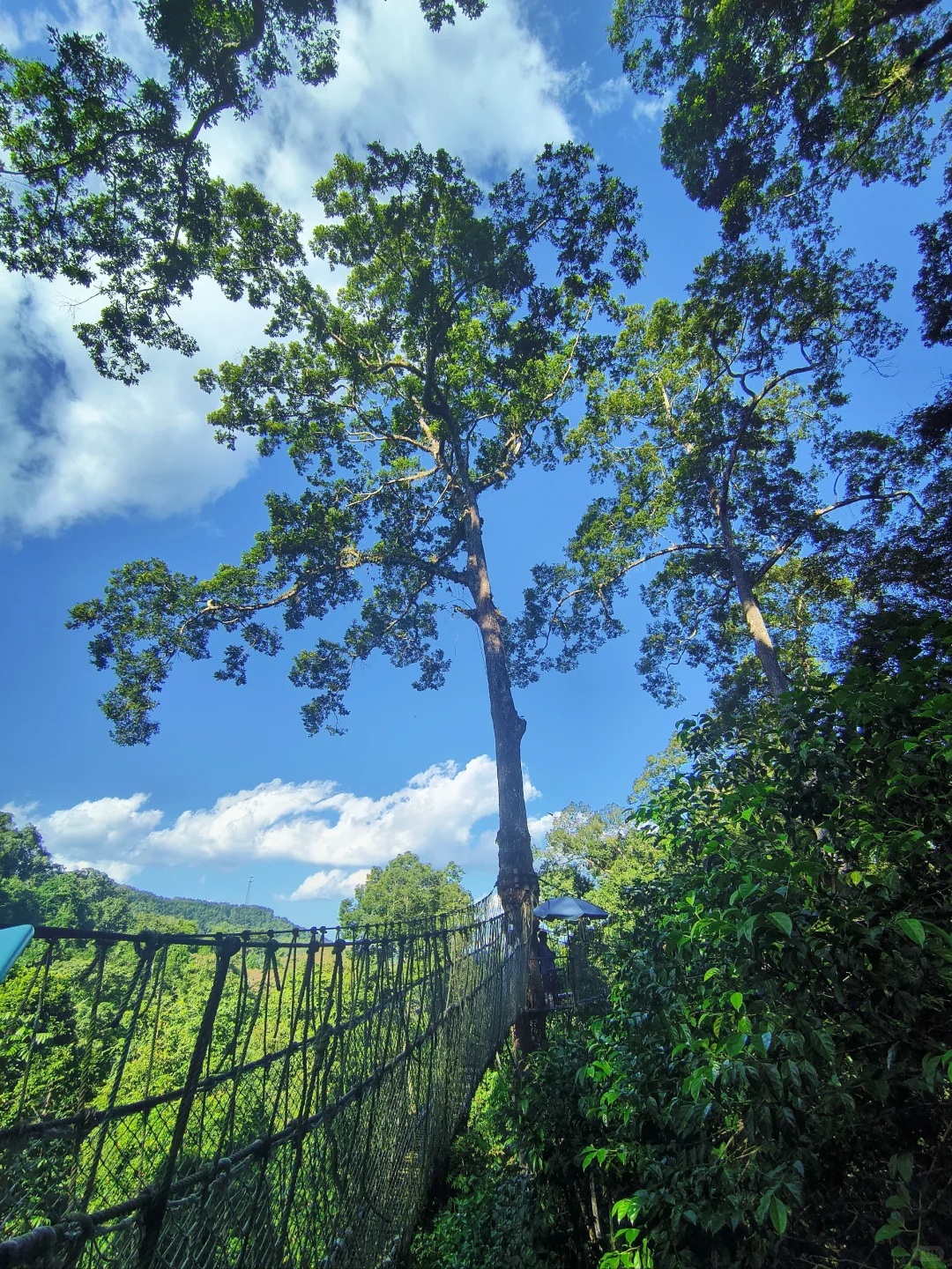 坐高铁去望天树景区