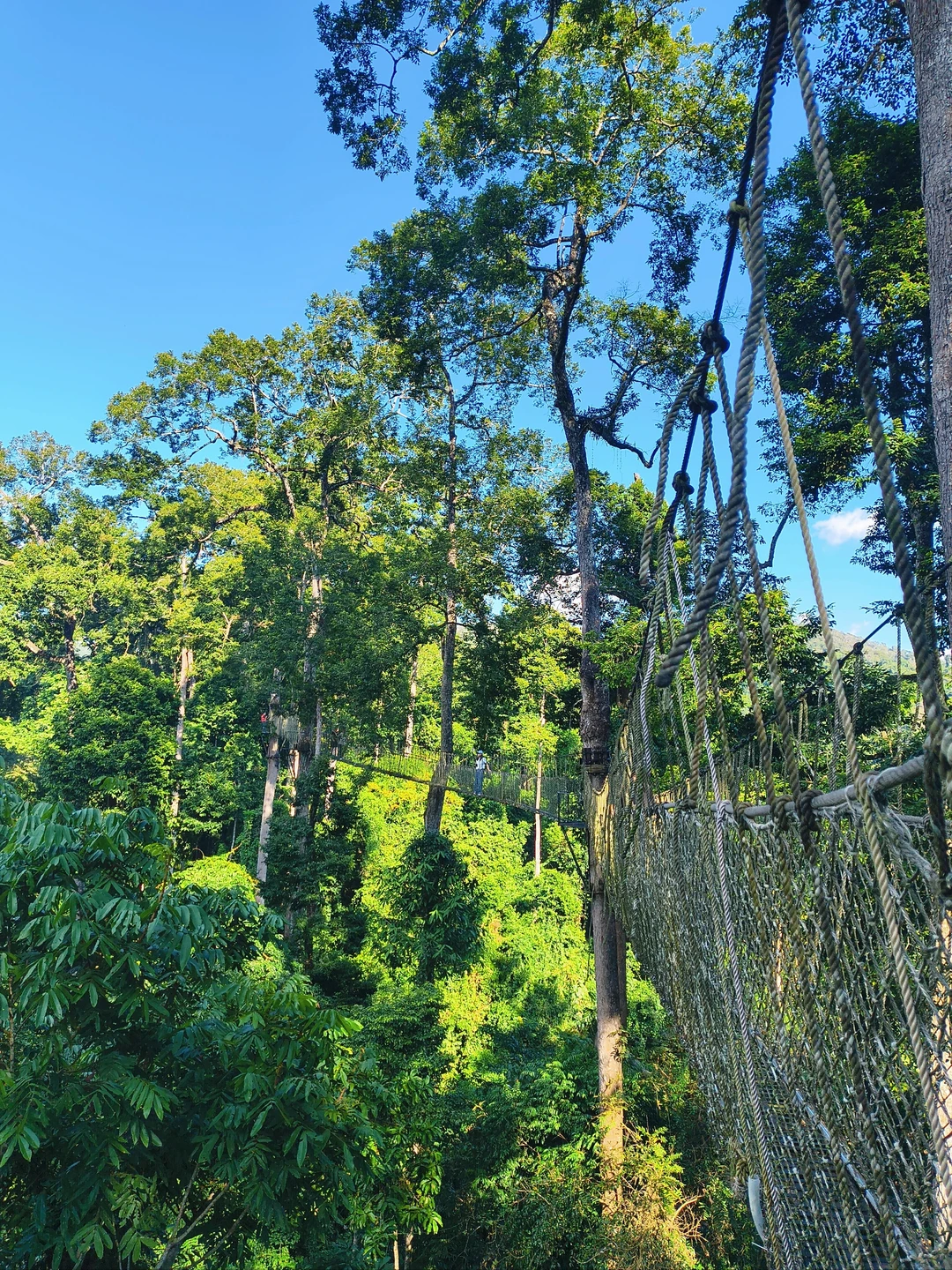 坐高铁去望天树景区