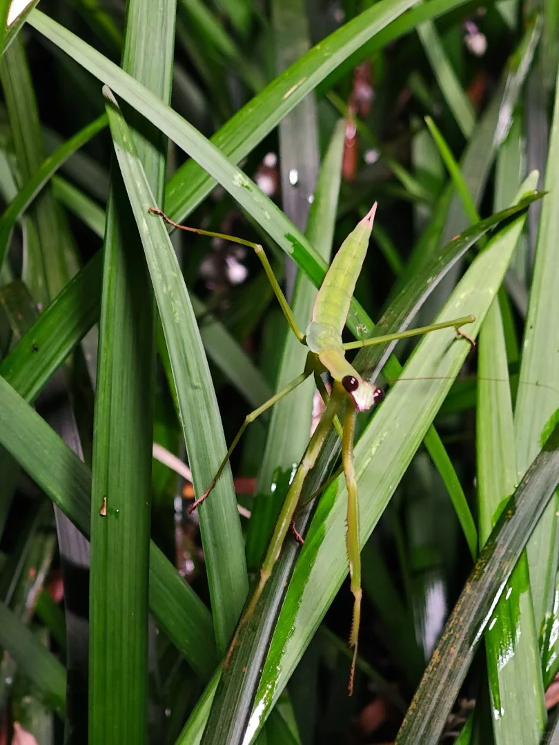 云南旅游必探秘！西双版纳望天树