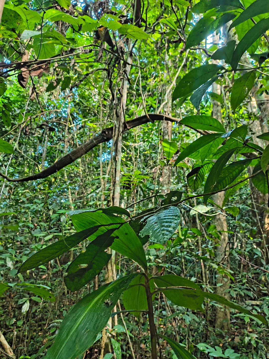 坐高铁去望天树景区