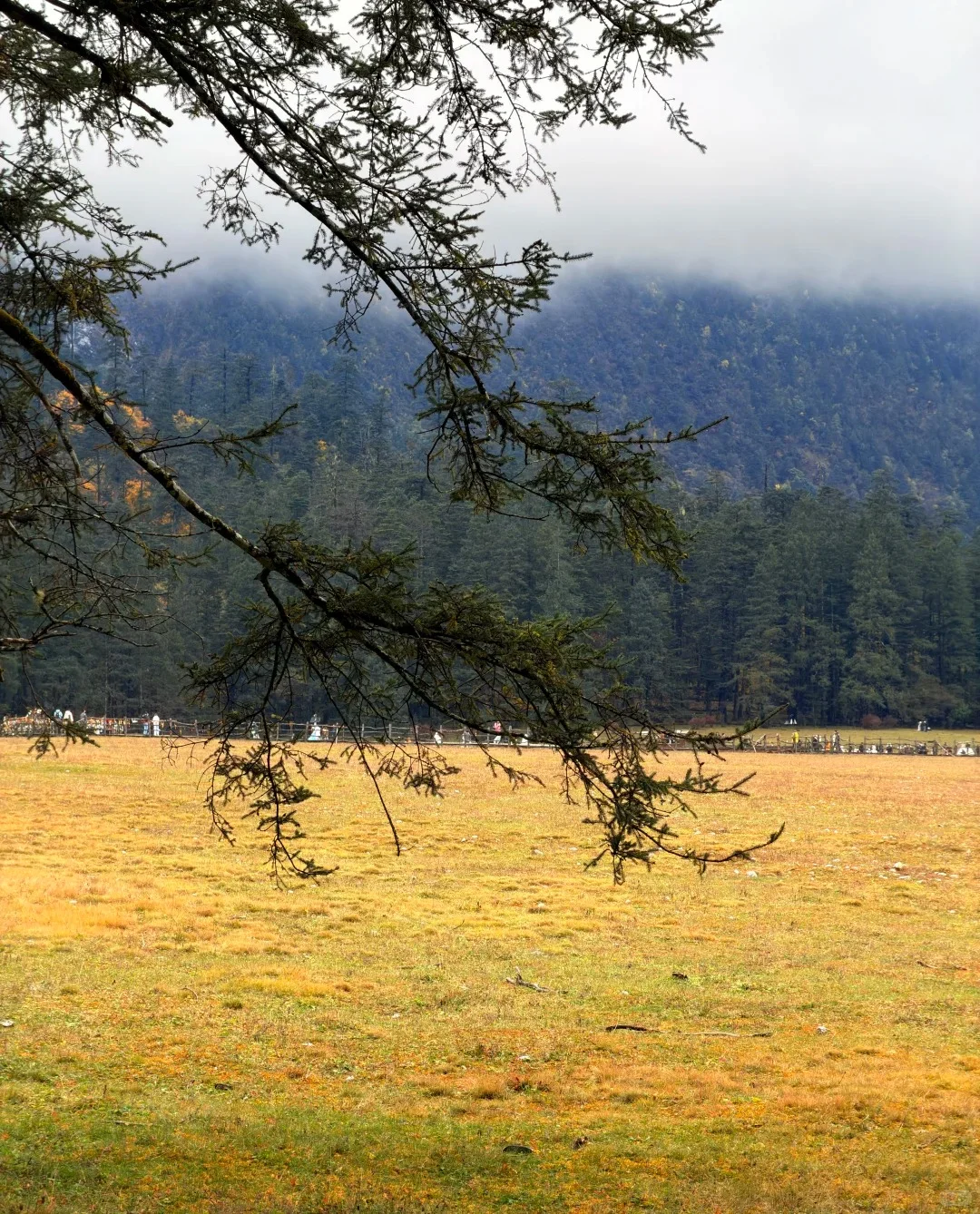 📍蓝月谷+云杉坪已回，别再执着大索道啦