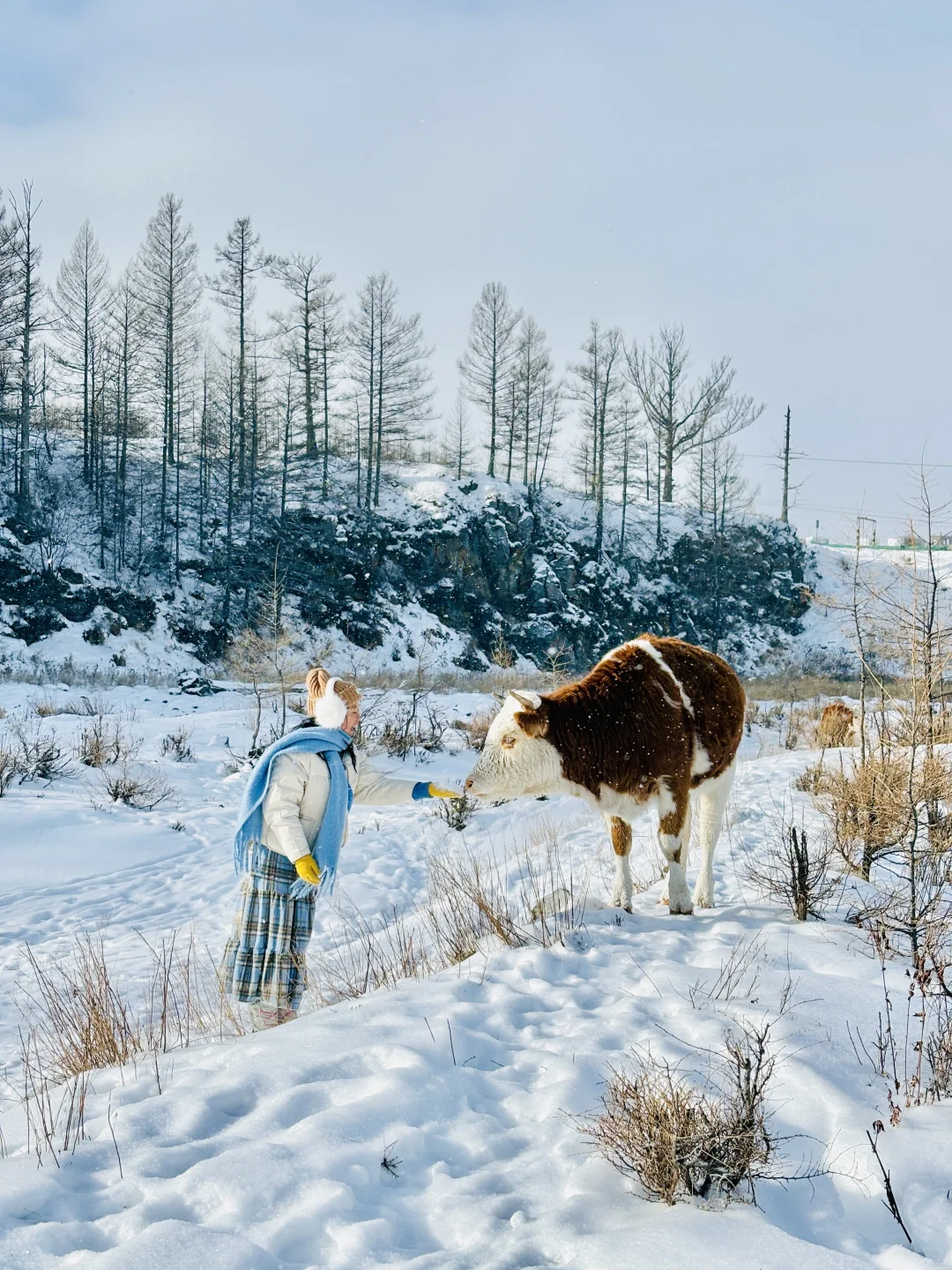冬天的 呼伦贝尔 杀疯了丨live实拍 附攻略