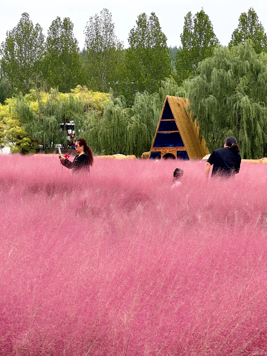 邯郸紫山粉黛草|十一免费游玩仙境